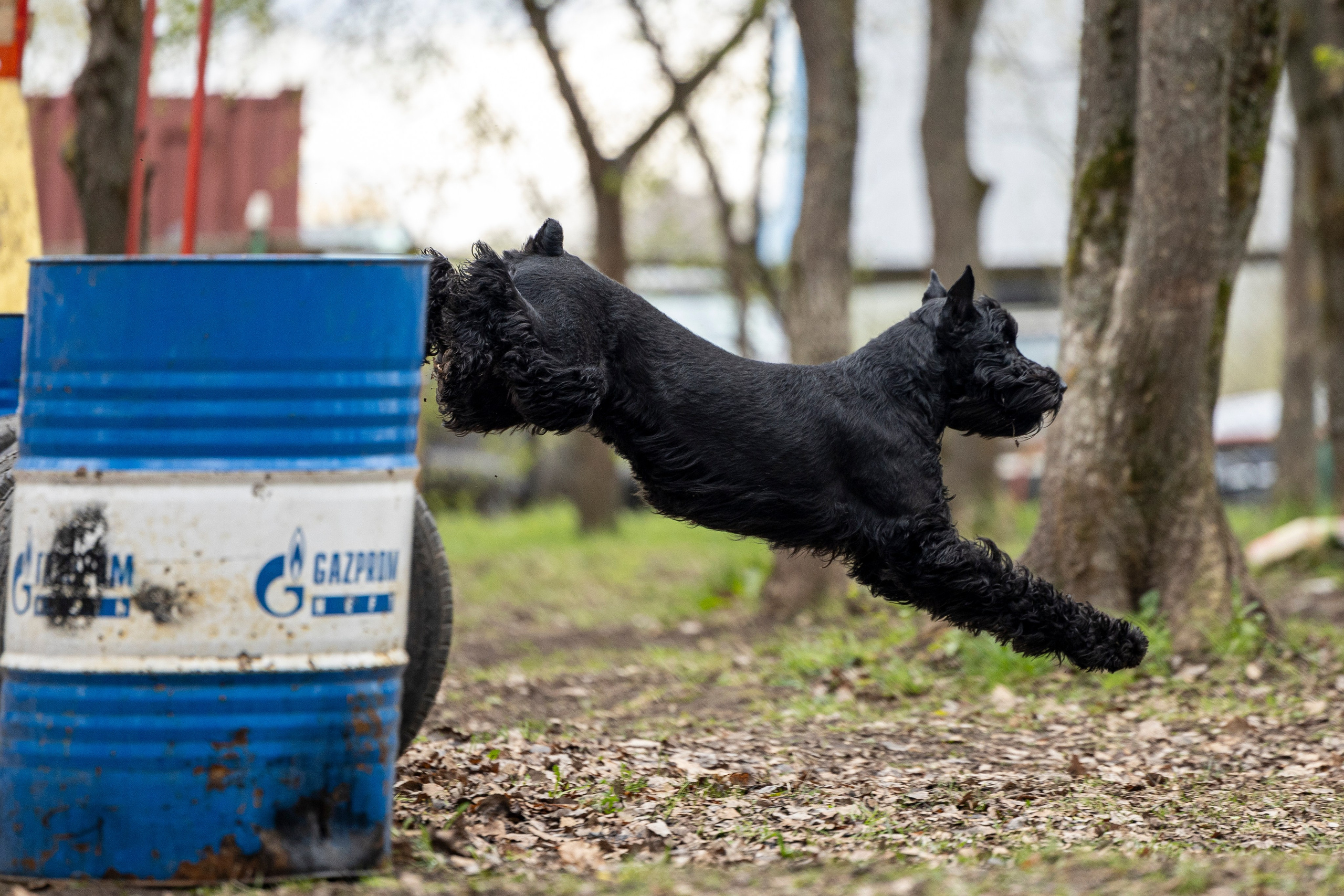 Квалификационные состязания по мондьорингу г. Вологда 11.05.24. Фотограф-анималист Анна Маринич