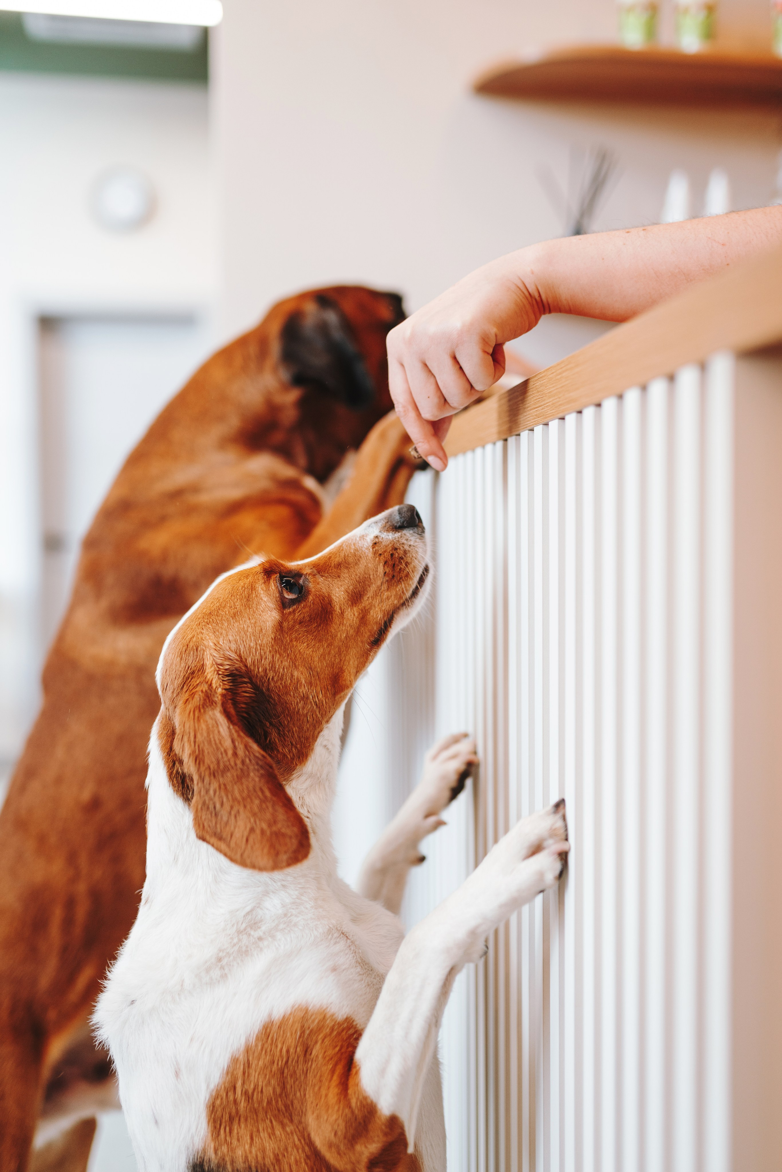 Груминг-салон. Фотограф анималист Осипчикова Мария