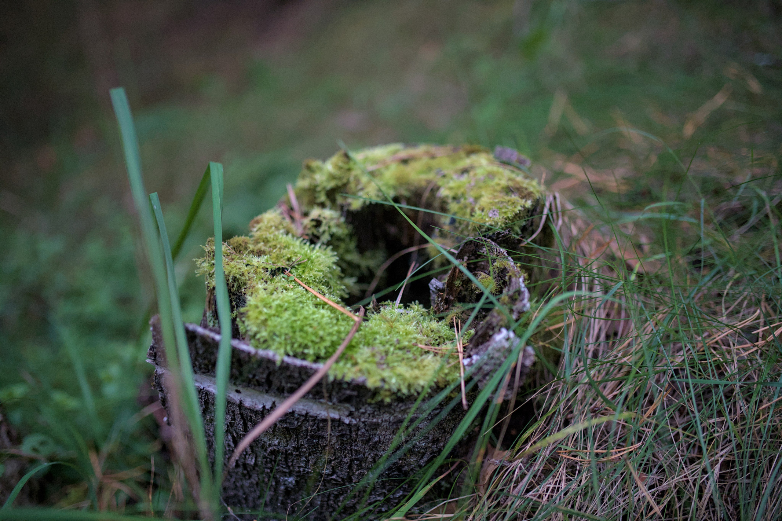 Природа. Фото детских спортивных мероприятий и всякое интересное через объектив