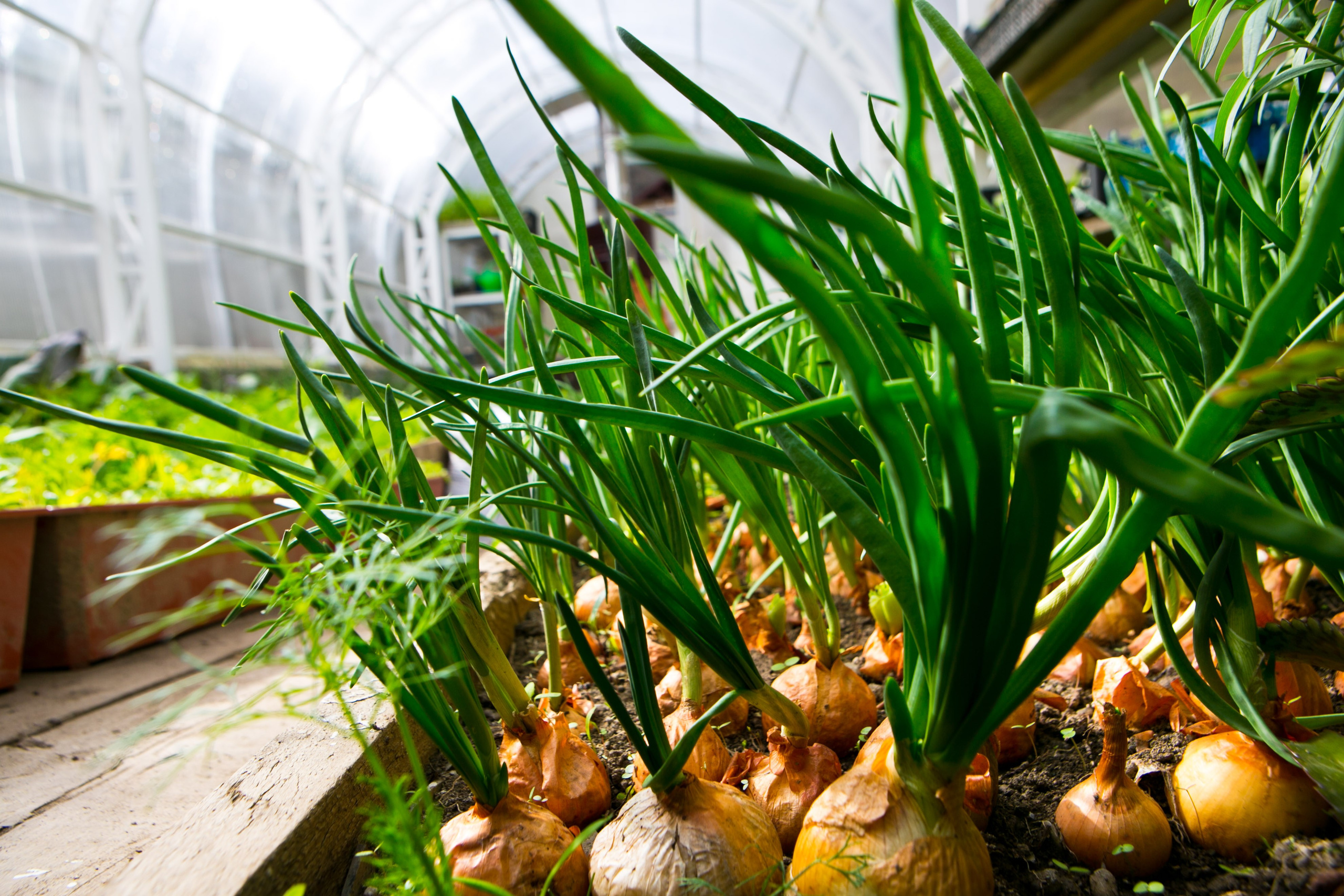 Деревенская еда «Домашние лакомста». Фотограф Красная Поляна — Сочи — Москва