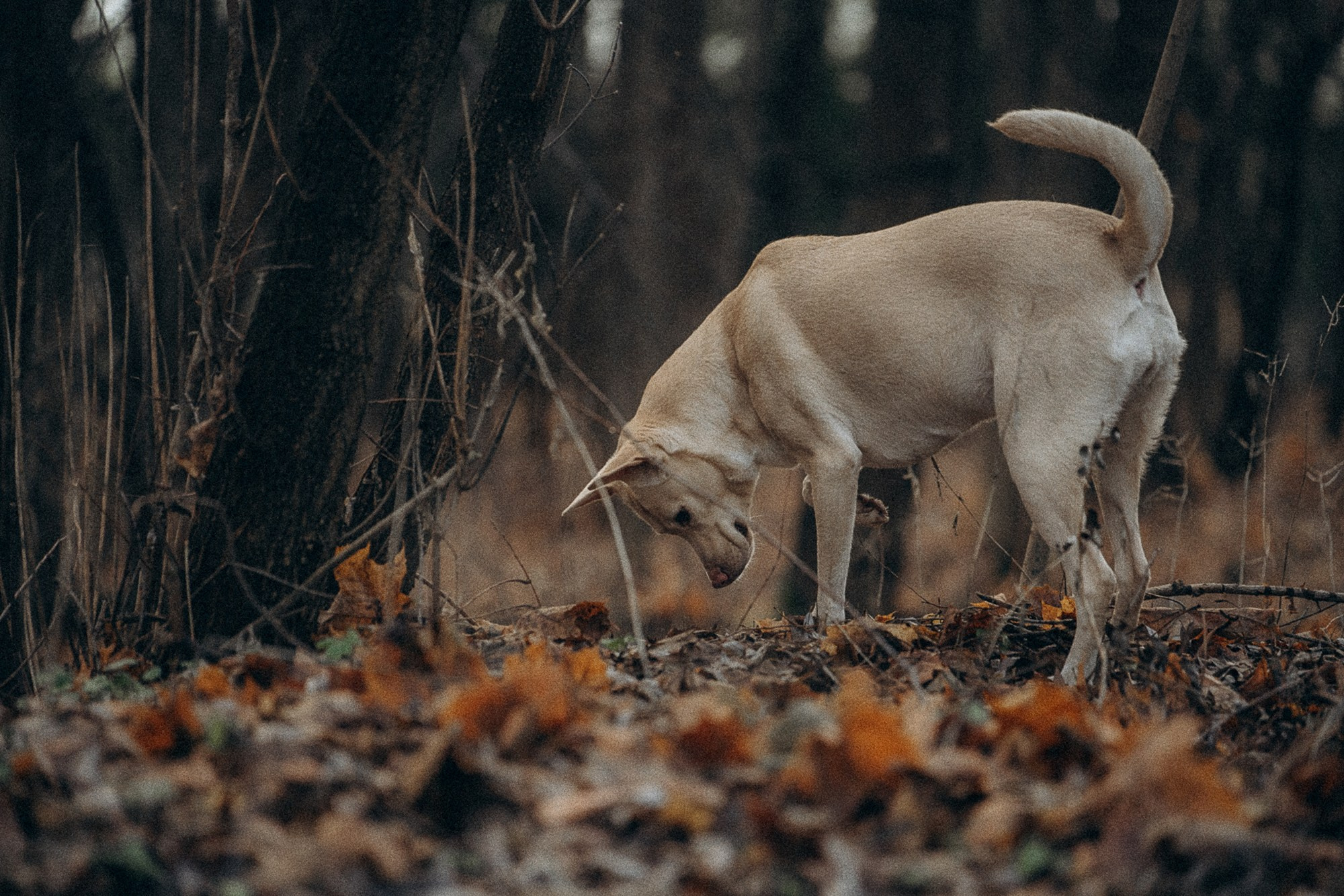 Туся. Фотограф анималист в Москве и Санкт-Петербурге Свиридова Анна