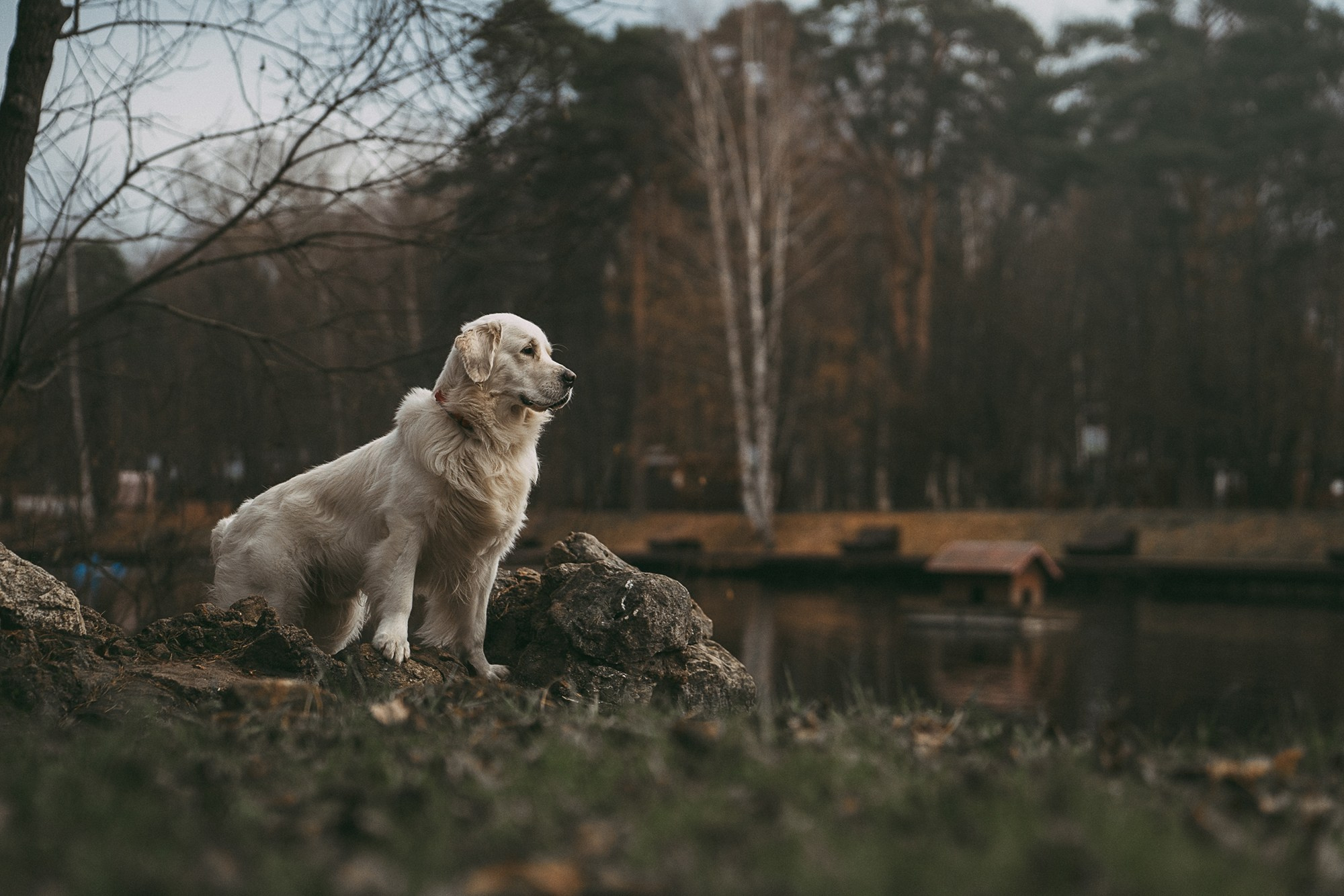 Лена и Мерлин. Фотограф анималист в Москве и Санкт-Петербурге Свиридова Анна