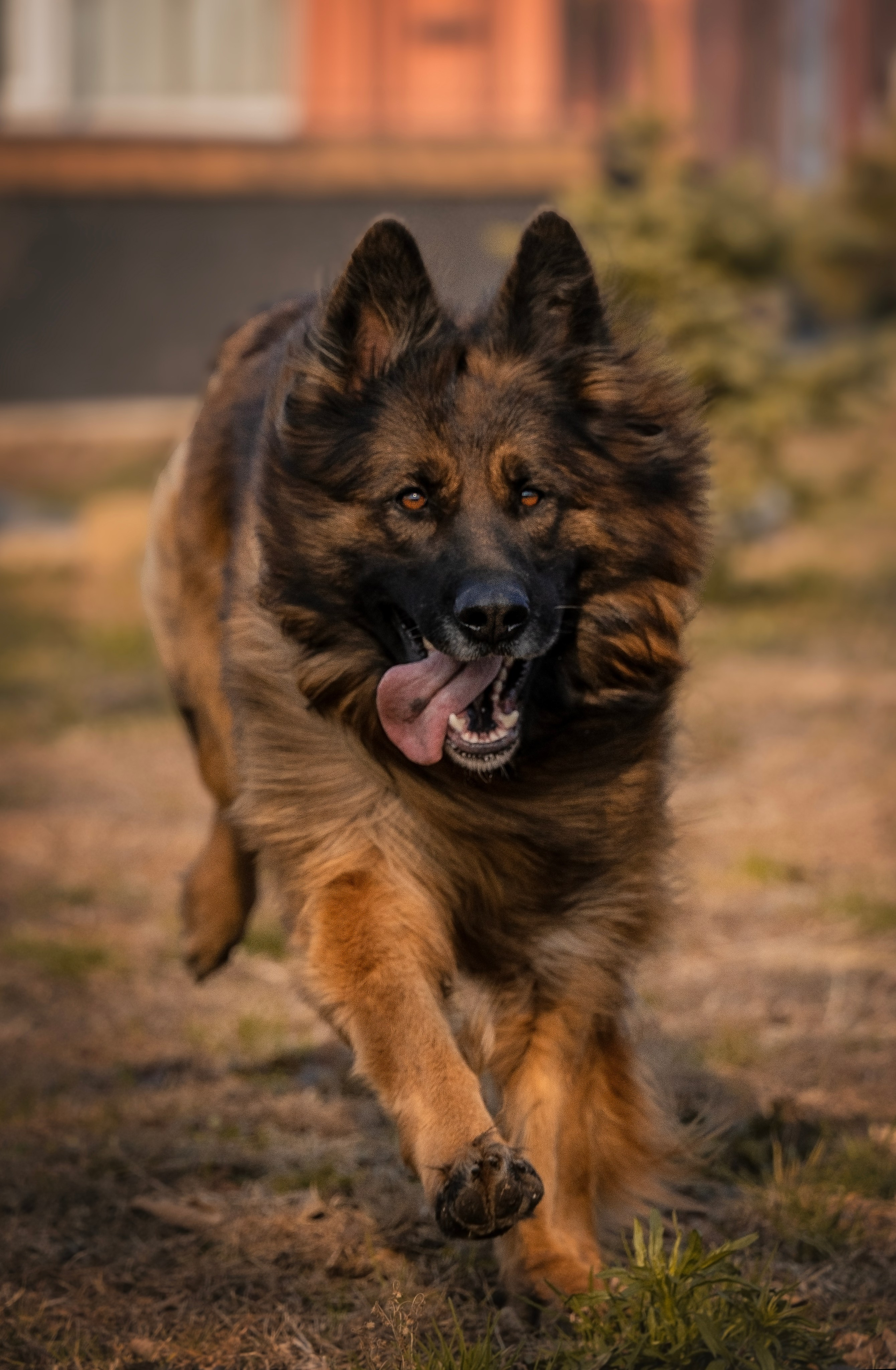 Фото Прогулки. Семейный фотограф анималист г. Находка