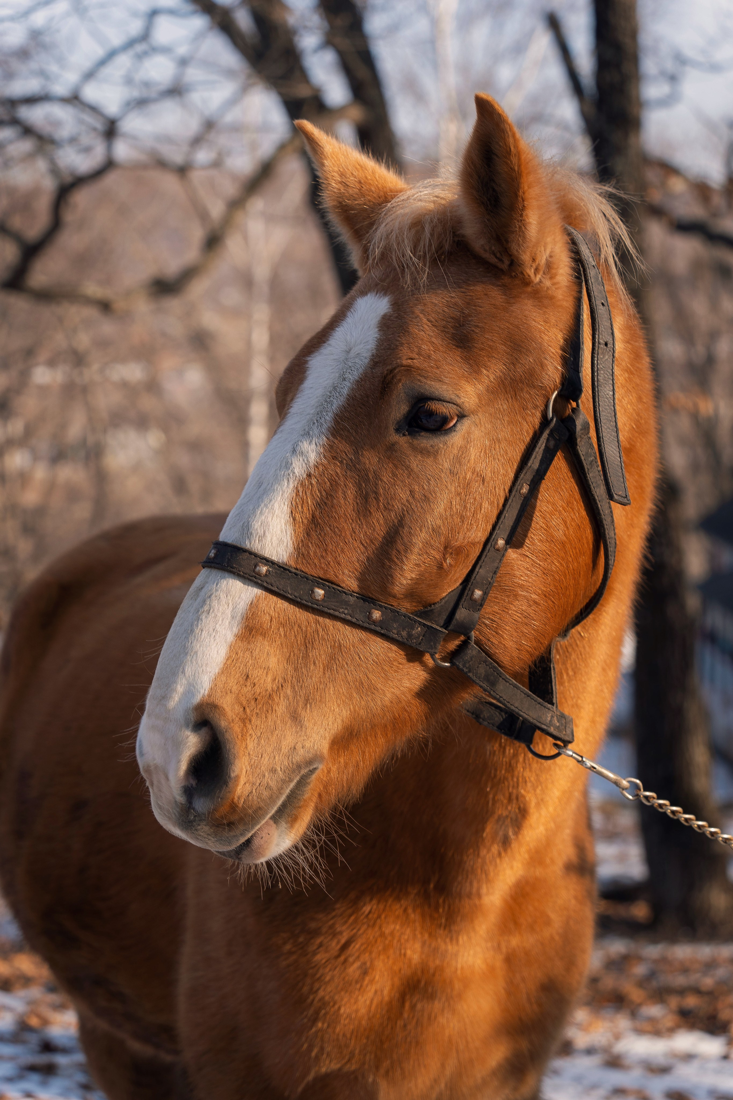 Фотодень «Символ 2026 года». Семейный фотограф анималист г. Находка