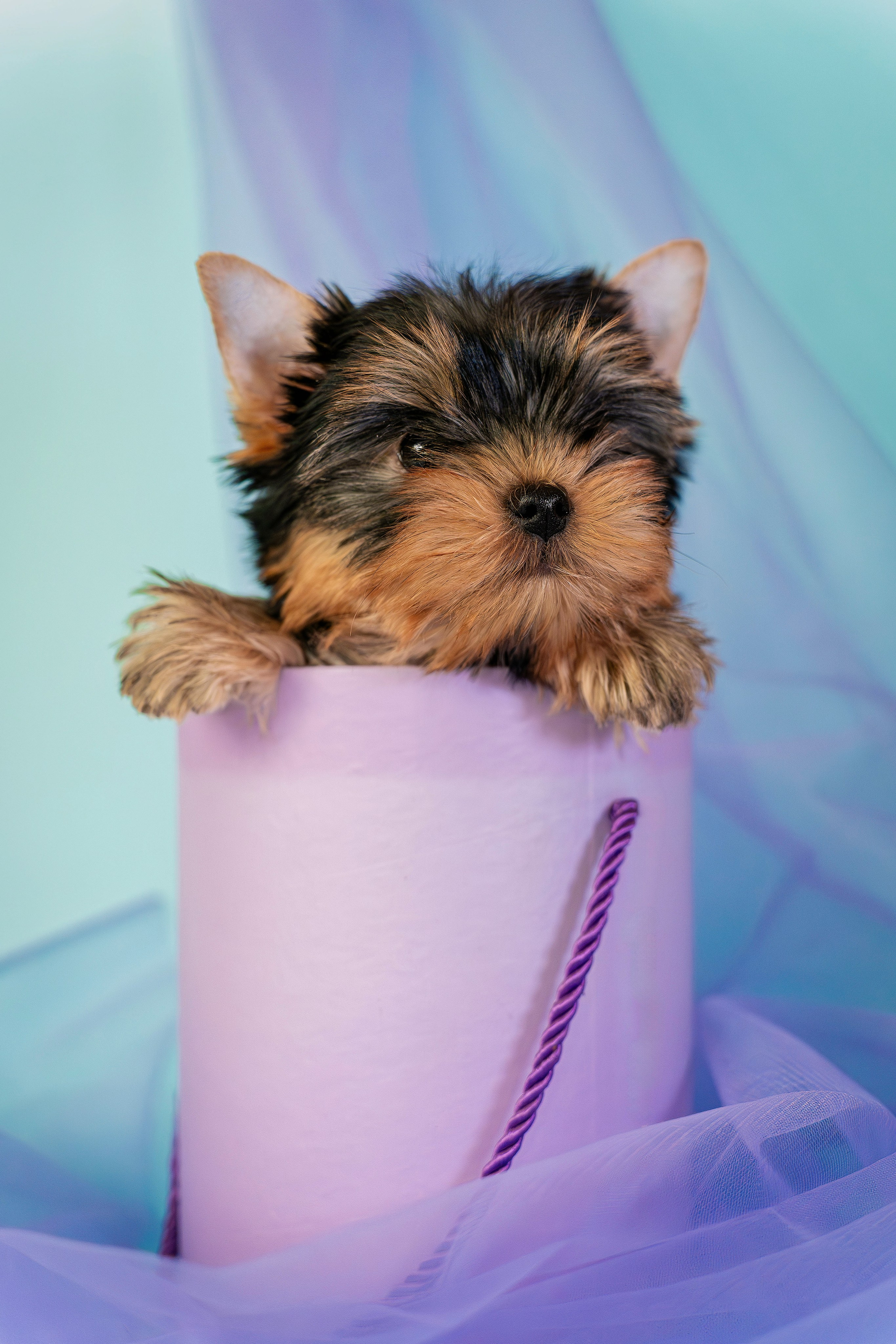 Щенки. Семейный фотограф анималист г. Находка