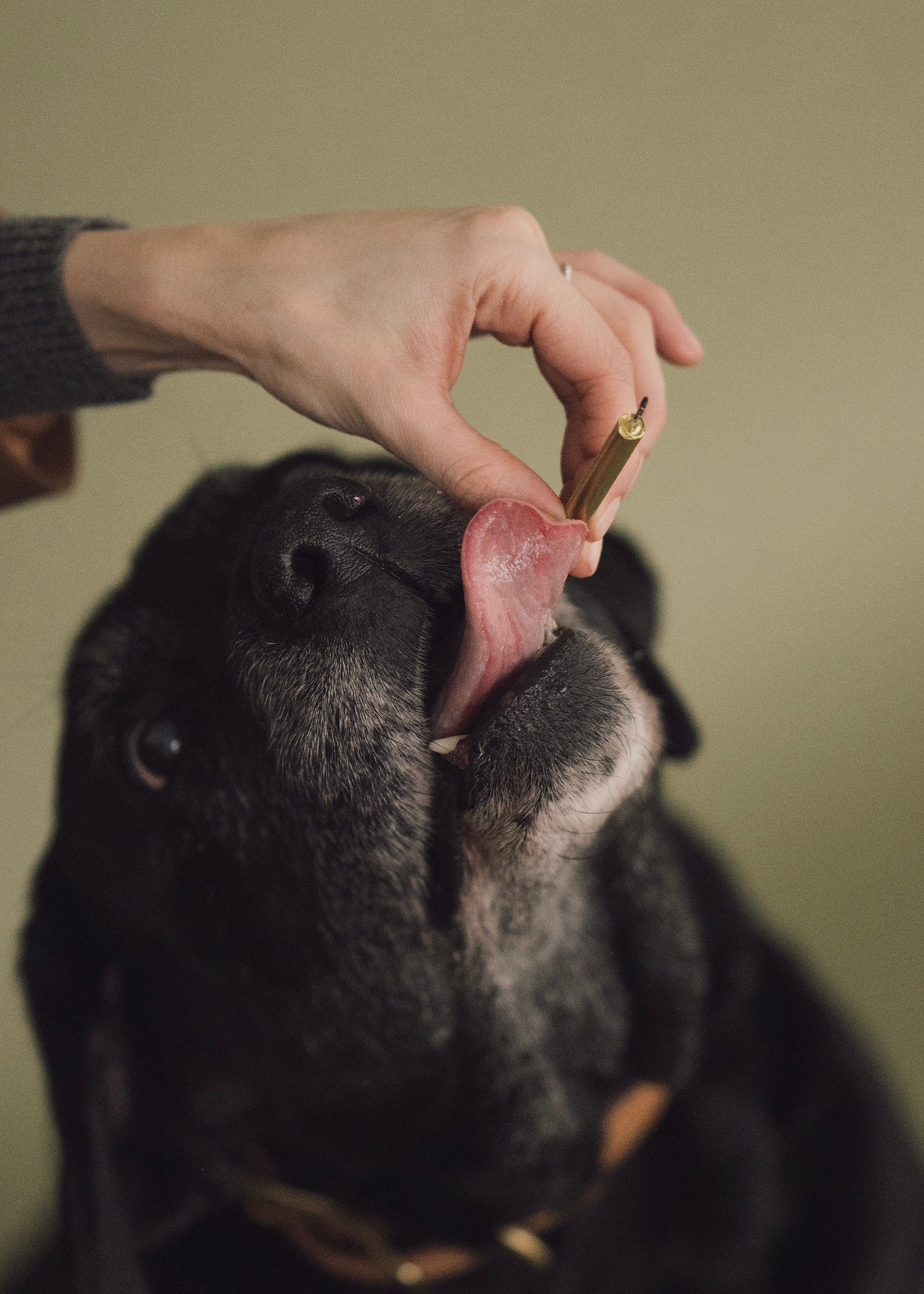 Бэста. Фотограф- анималист Александра Матвеева