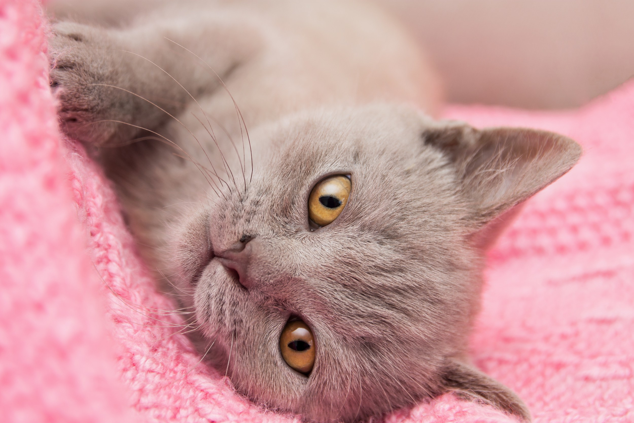 Профессиональная фотосъёмка домашних животных в Донецке, Макеевке. Фотограф Татаринов Андрей (Донецк / Макеевка)