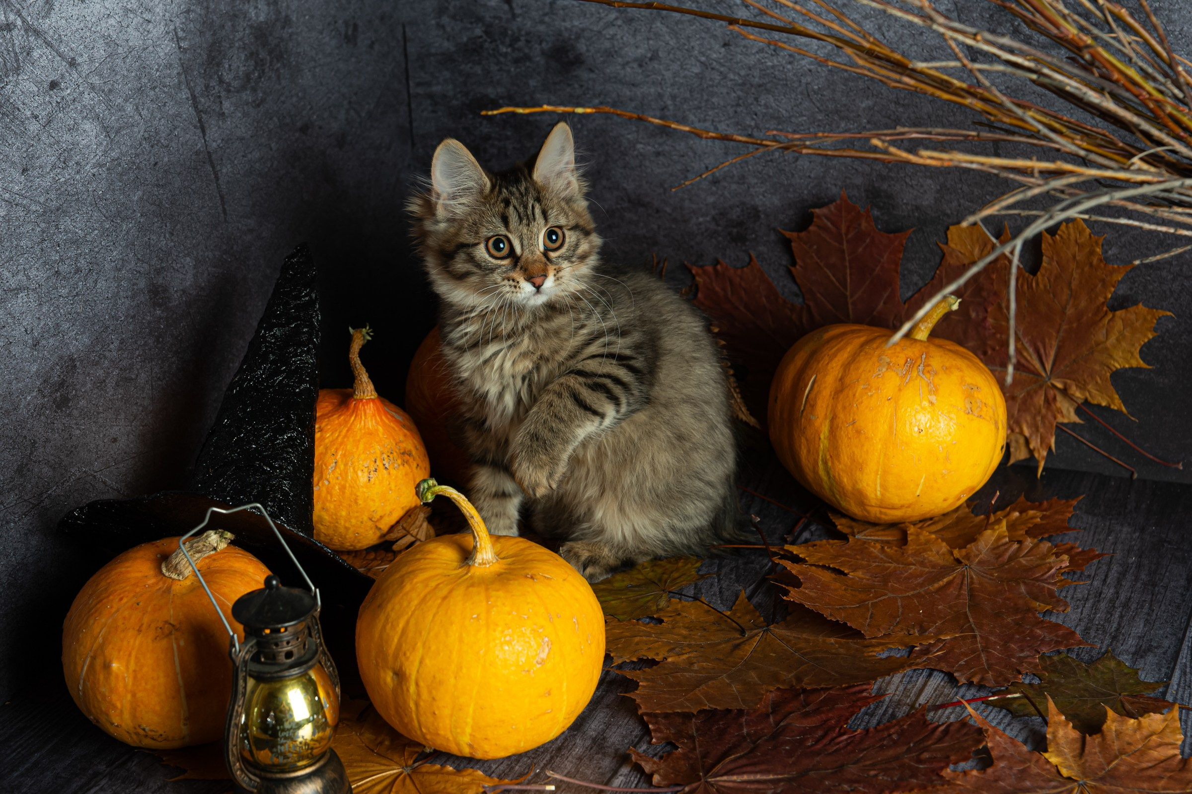 Курильский бобтейл. Фотограф на Камчатке Анна Моргачёва. Семейные и детские съёмки