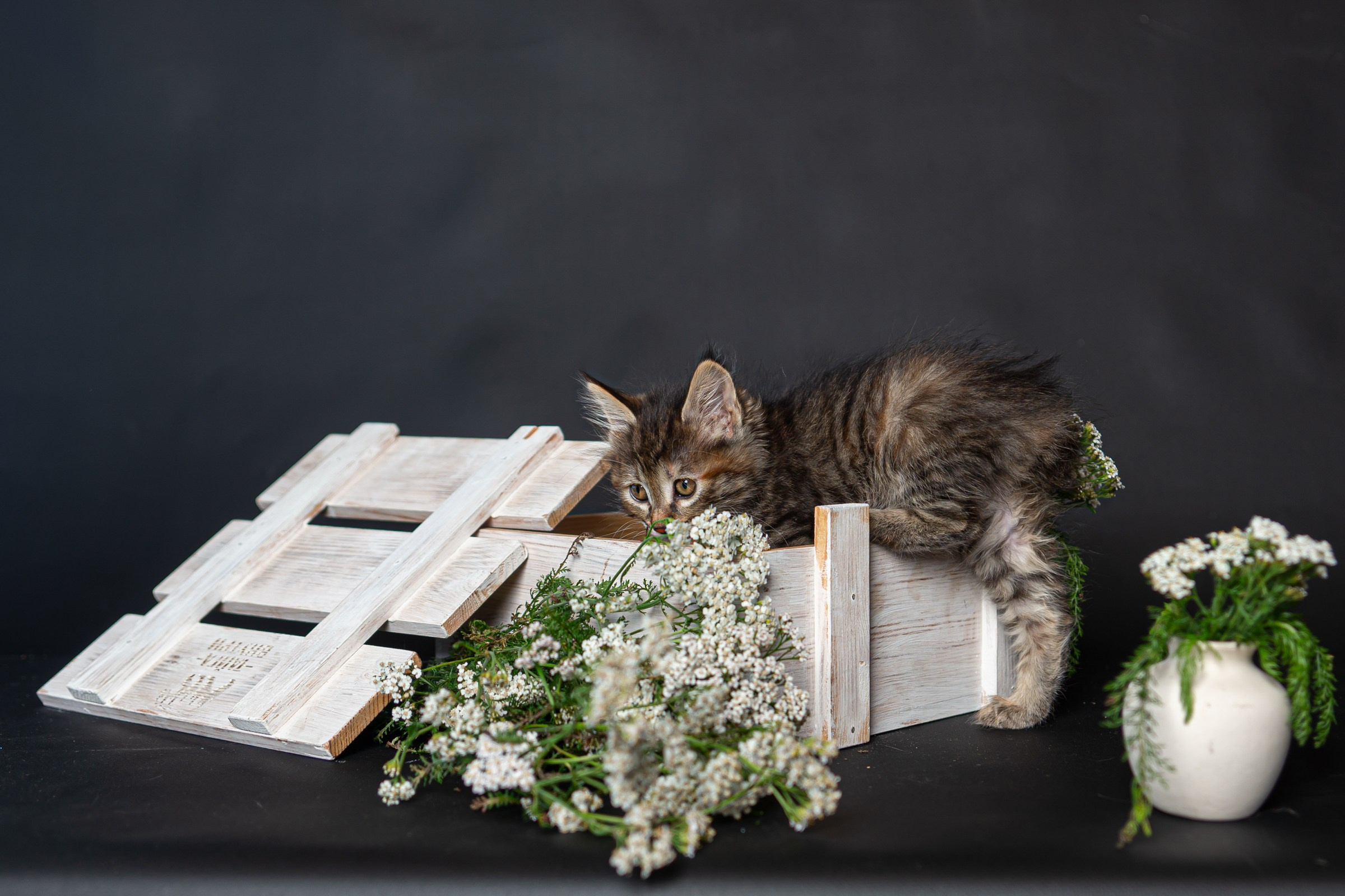 Курильский бобтейл. Фотограф на Камчатке Анна Моргачёва. Семейные и детские съёмки