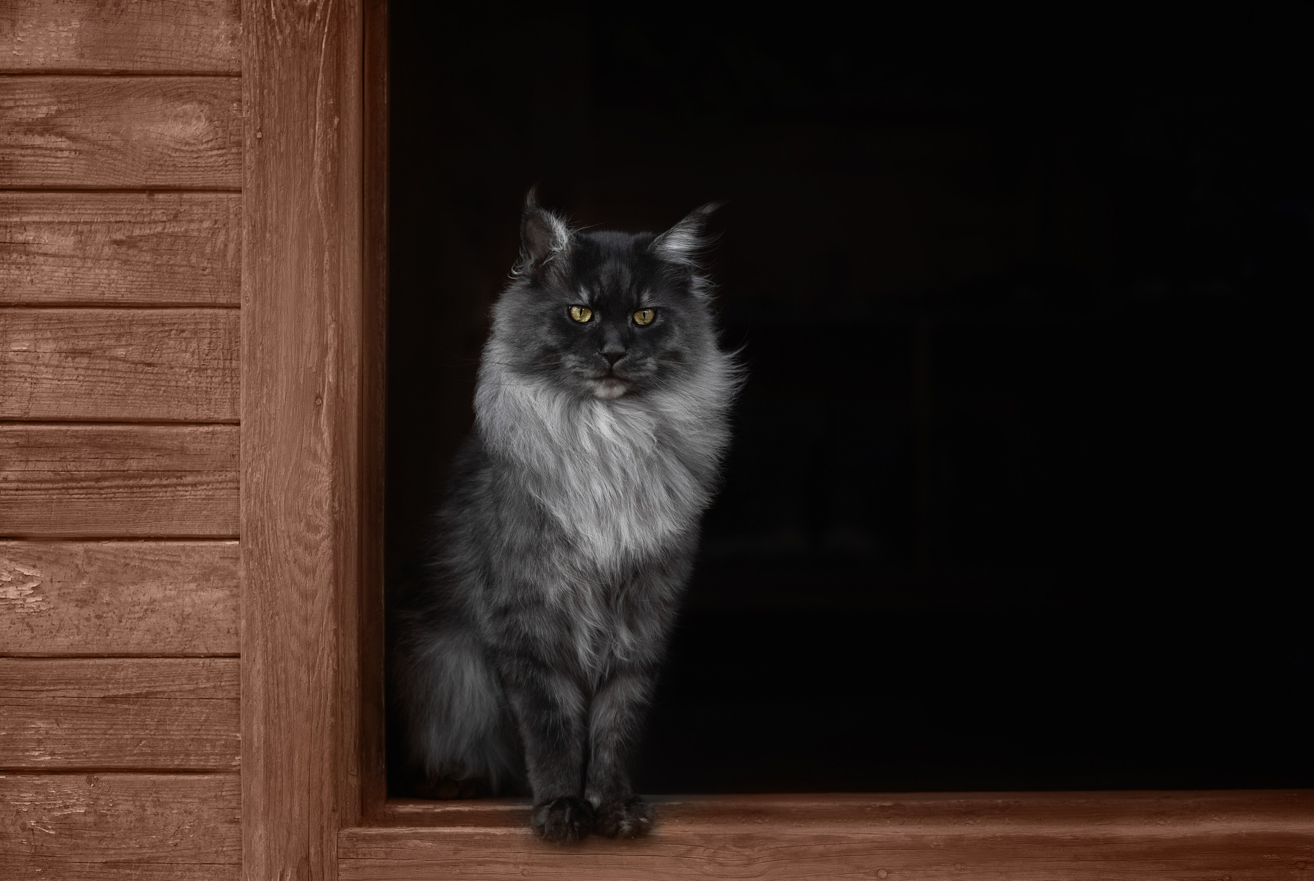 Фотосъёмка кошек. Семейный и анималист фотограф в Переславле Анастасия Гусева