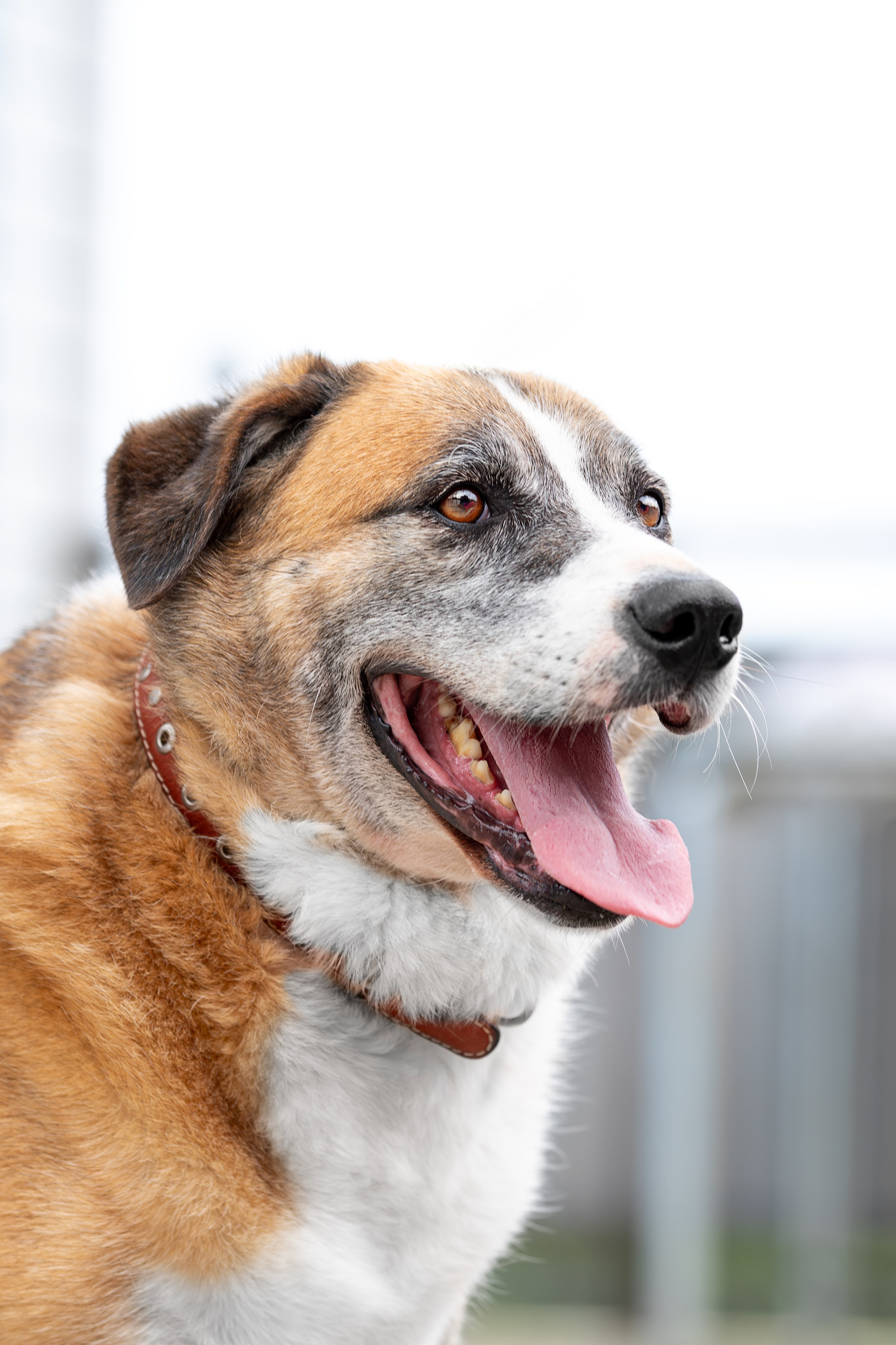 Мини-приют «Возрождение». Ирина Голомб|Фотограф-анималист в  Сочи и Калининграде