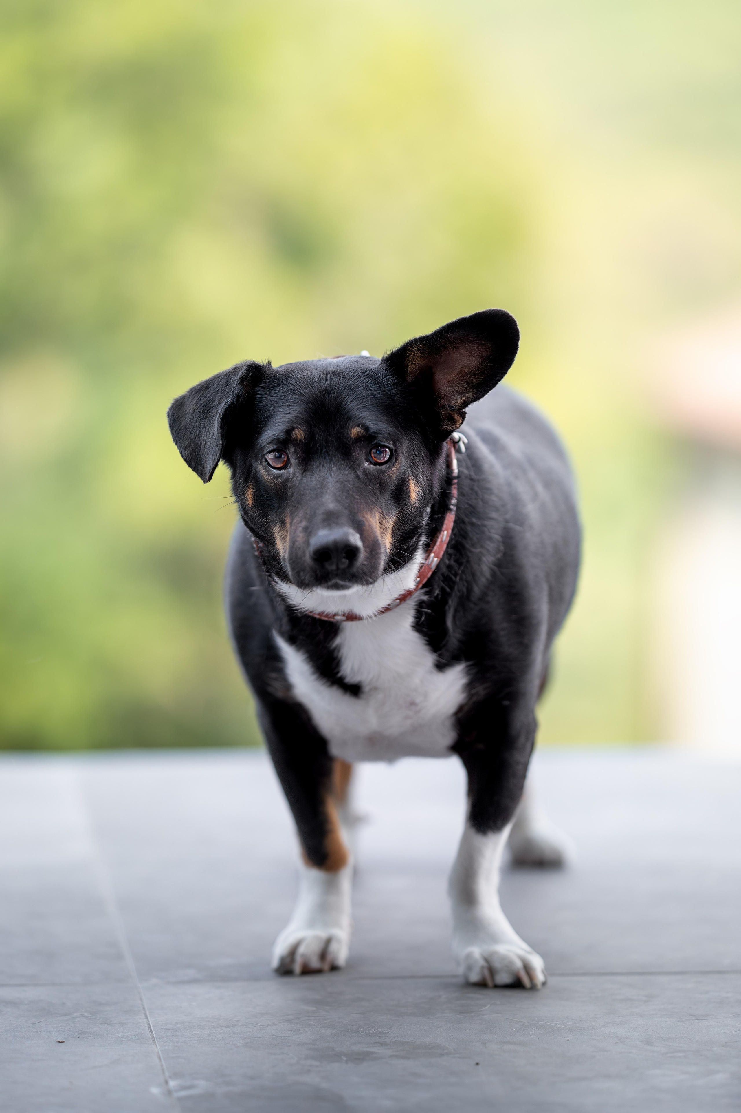 Мини-приют «Возрождение». Ирина Голомб|Фотограф-анималист в  Сочи и Калининграде
