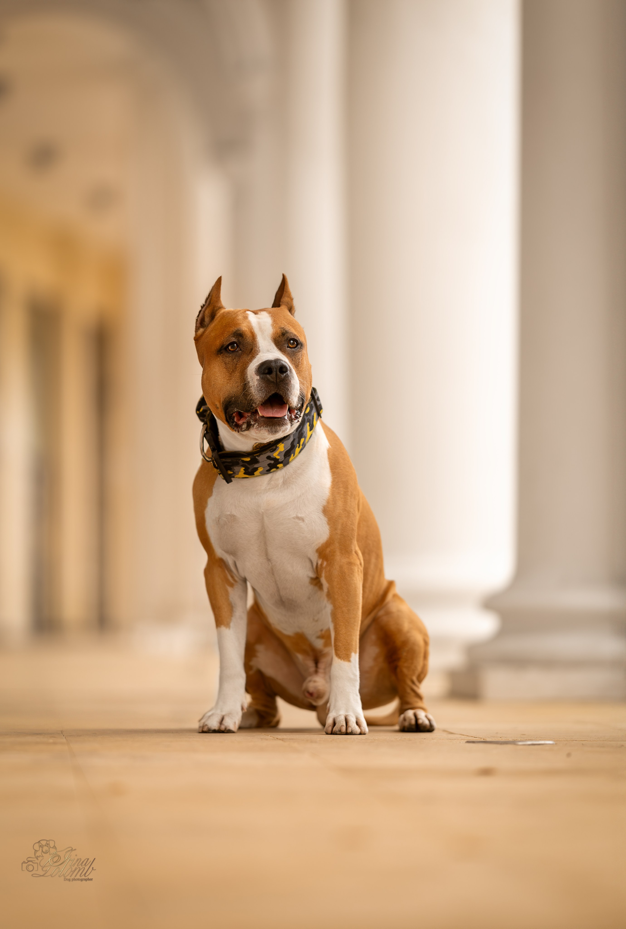 Джастин, Стаффорд. Ирина Голомб|Фотограф-анималист в  Сочи и Калининграде