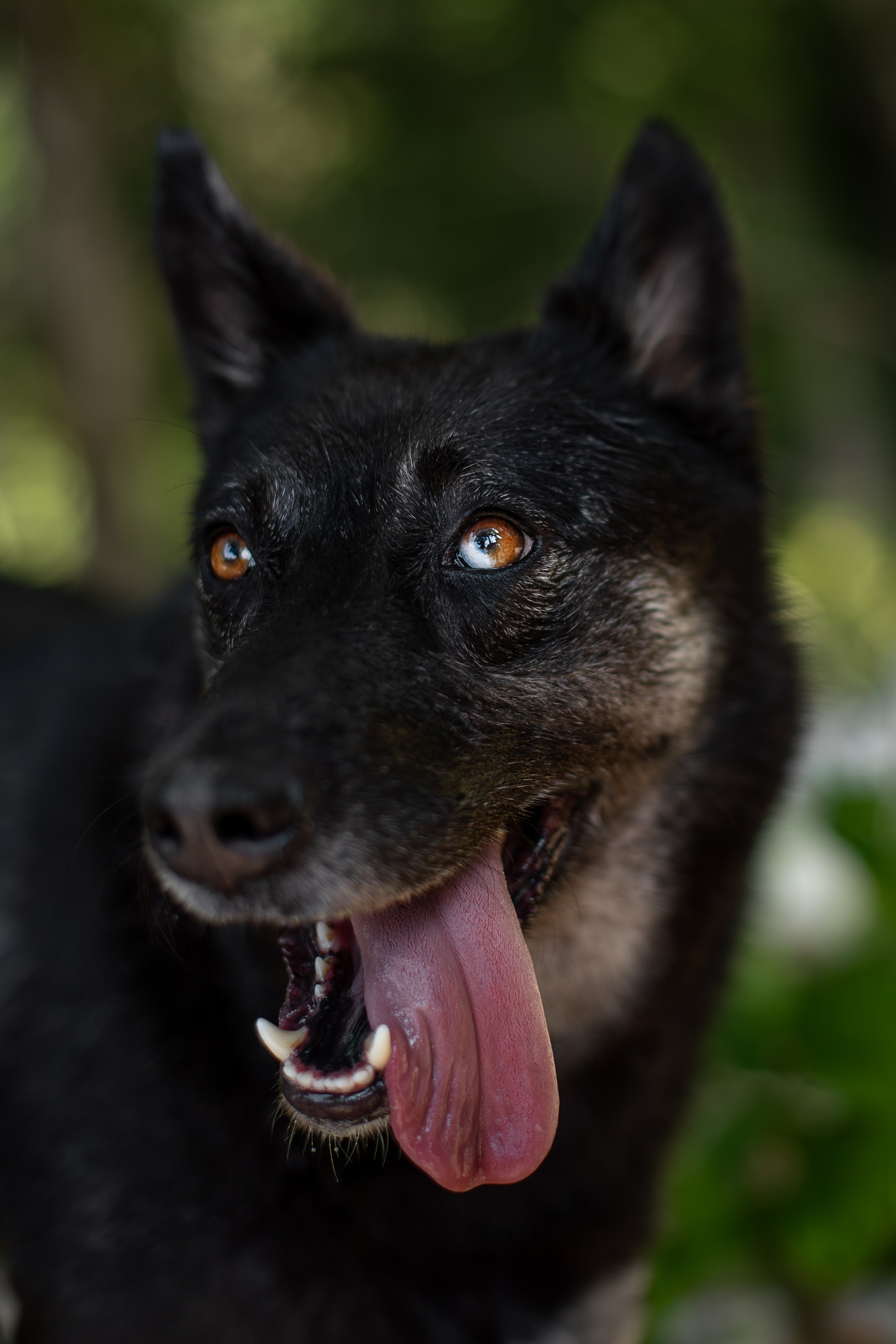 Мини-приют «Возрождение». Ирина Голомб|Фотограф-анималист в  Сочи и Калининграде