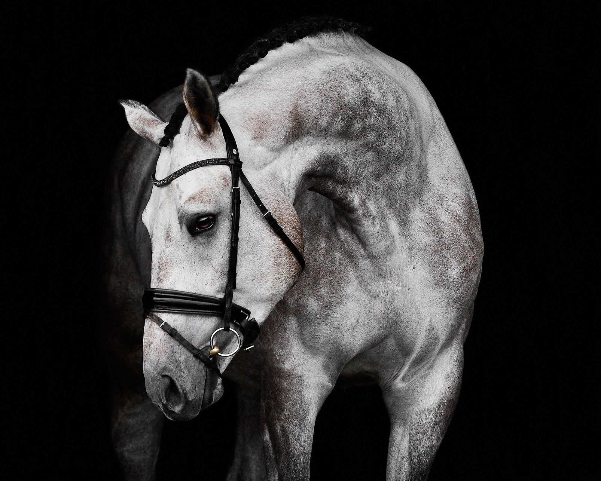 Черный фон. Конный фотограф Alesya Safe