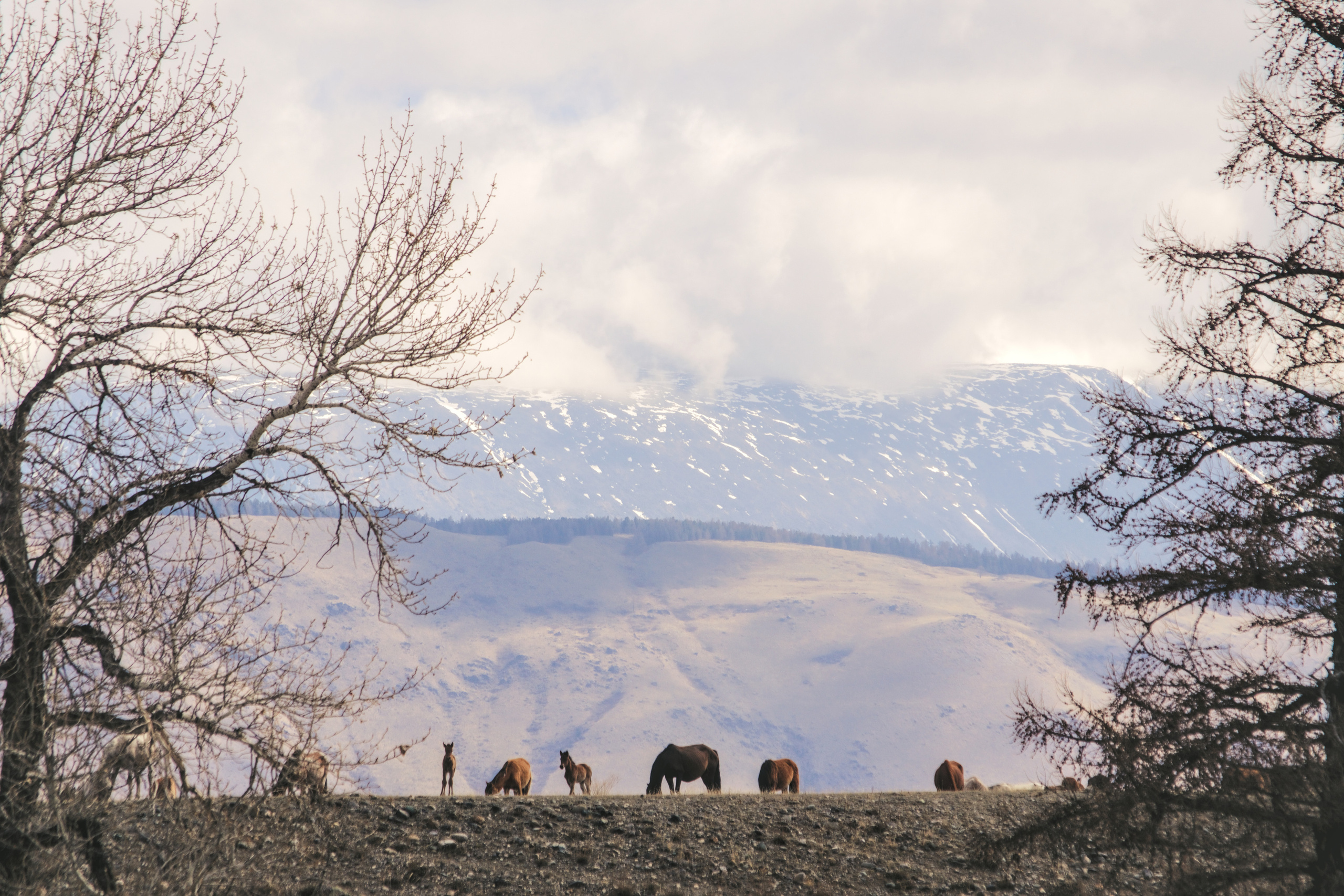 Курайская степь