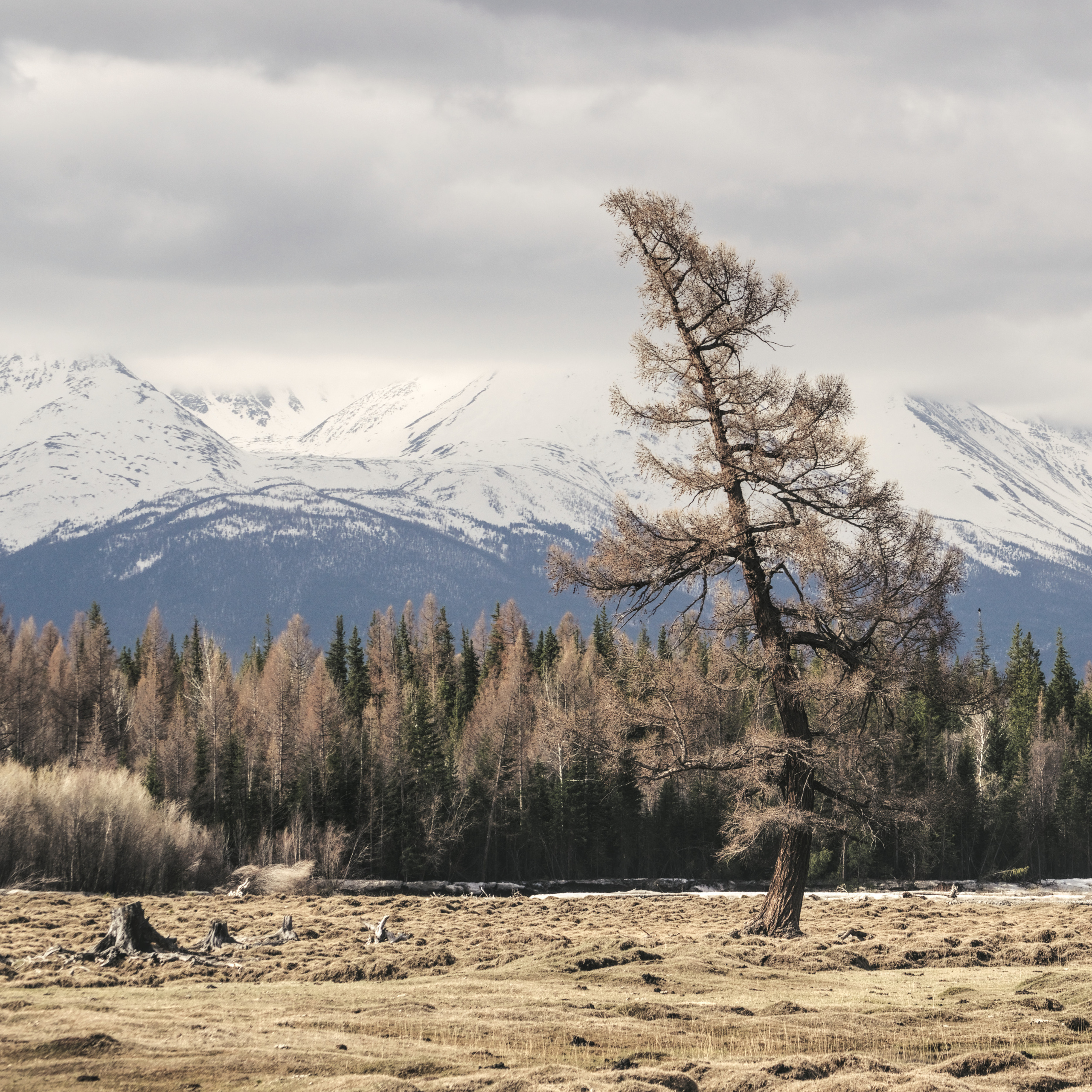 Курайская степь