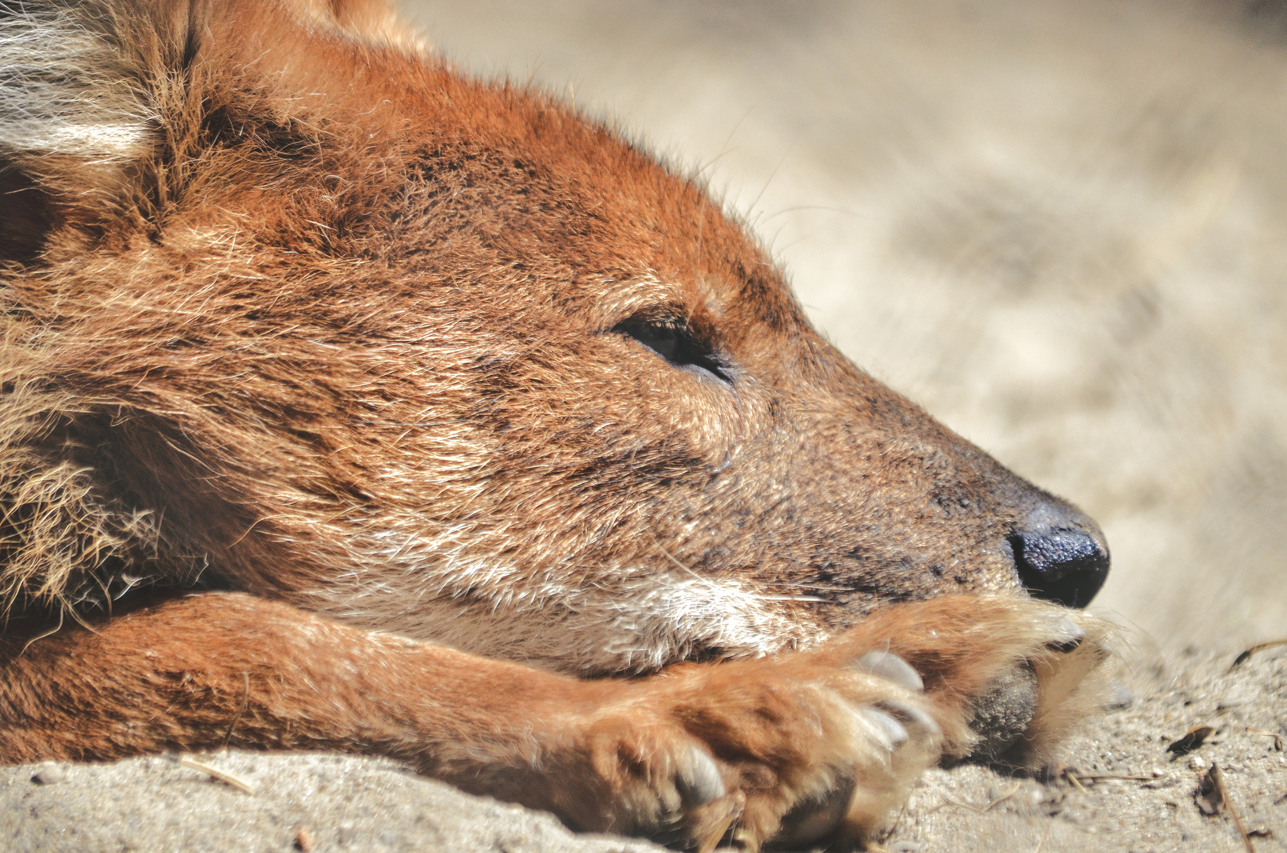 Разное. Фотограф анималист, пейзажист, спортивные мероприятия. Новосибирск