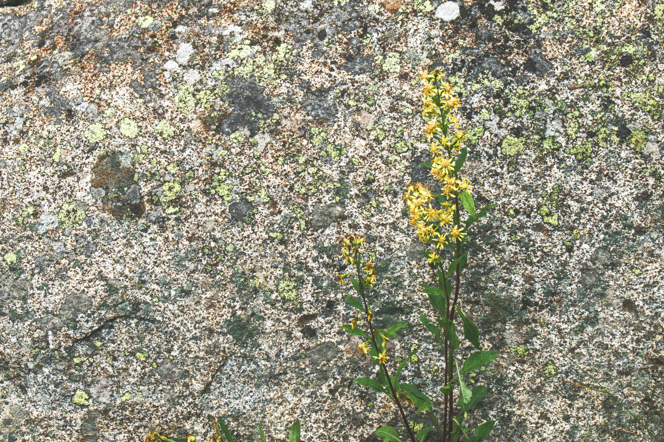 Желтый цветок на фоне серого камня фото Алтай