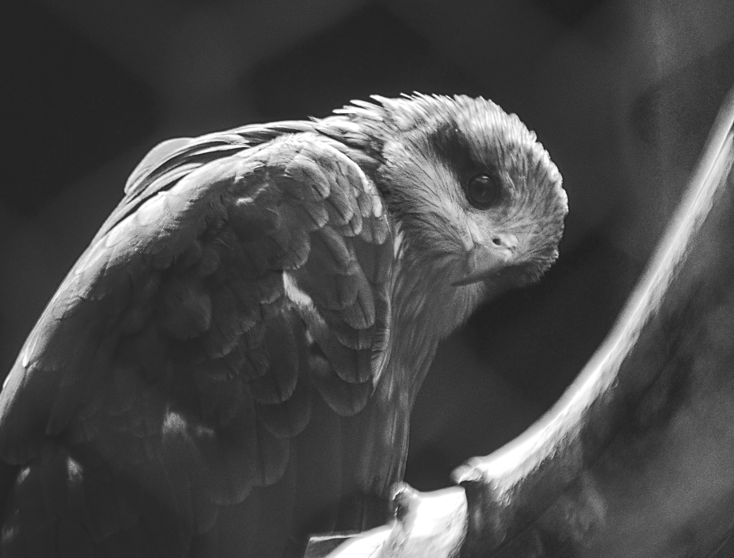 Разное. Фотограф анималист, пейзажист, спортивные мероприятия. Новосибирск