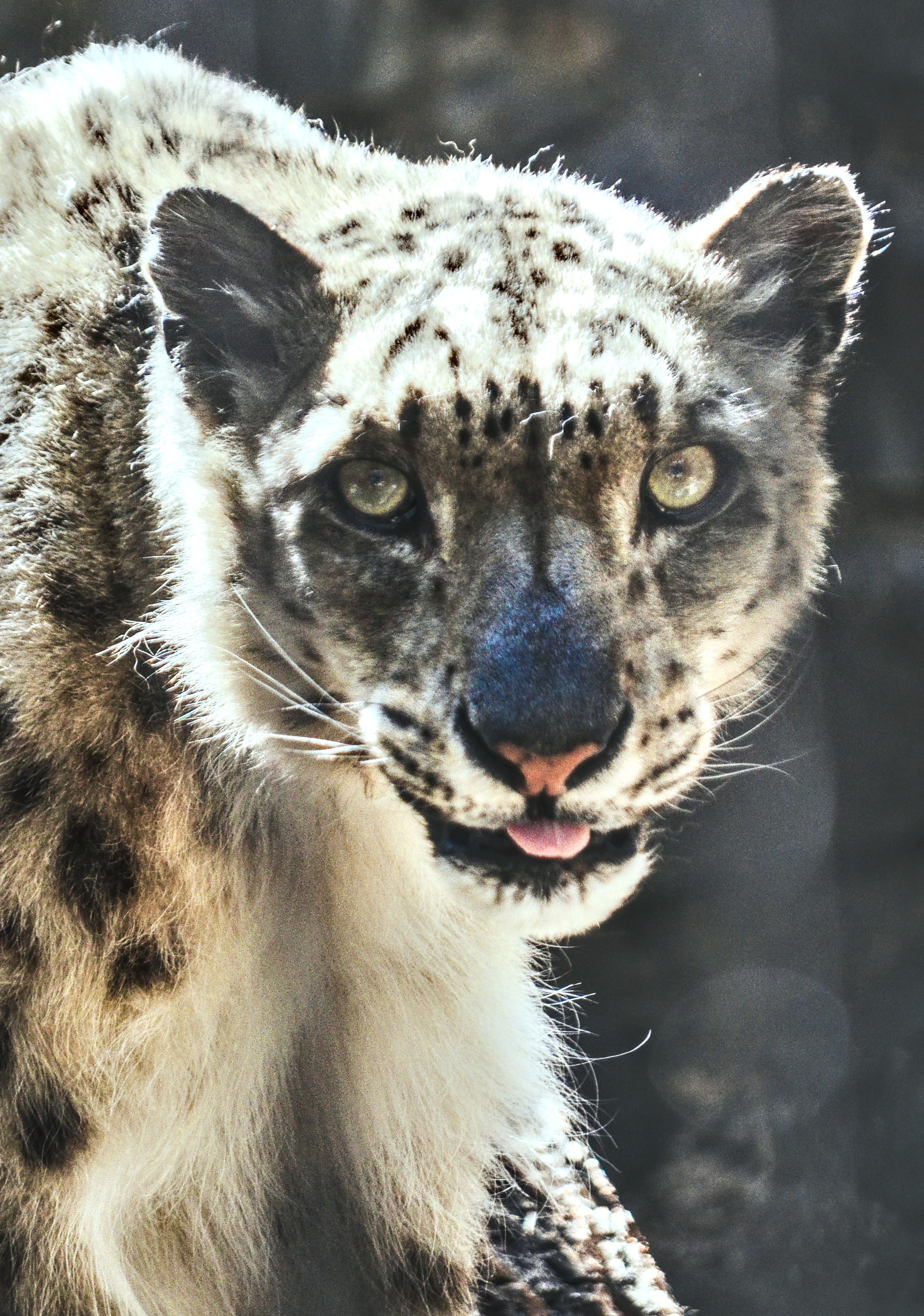 Разное. Фотограф анималист, пейзажист, спортивные мероприятия. Новосибирск