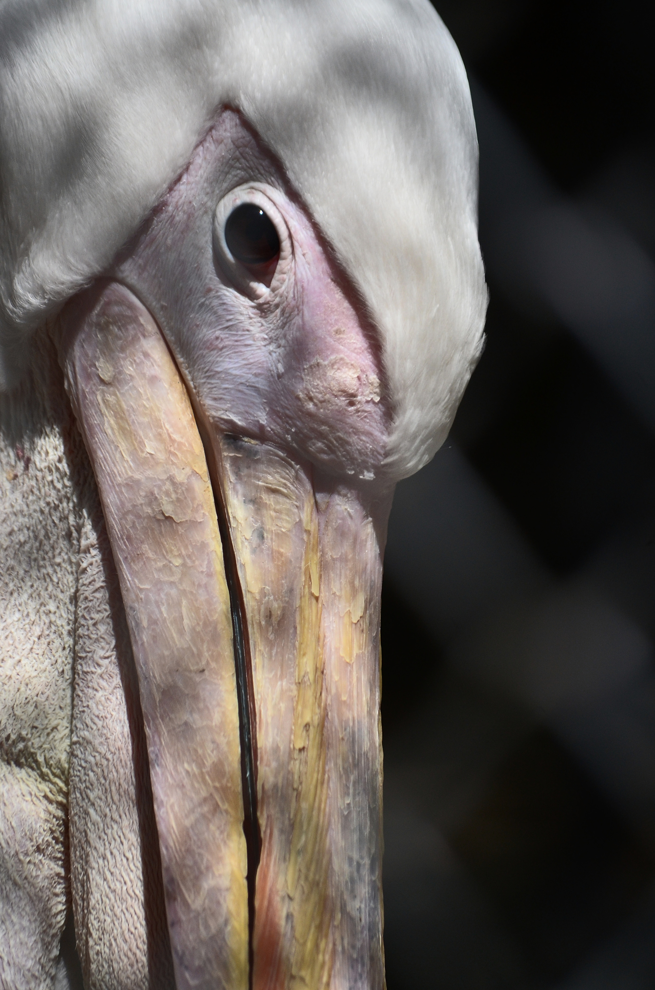 Разное. Фотограф анималист, пейзажист, спортивные мероприятия. Новосибирск