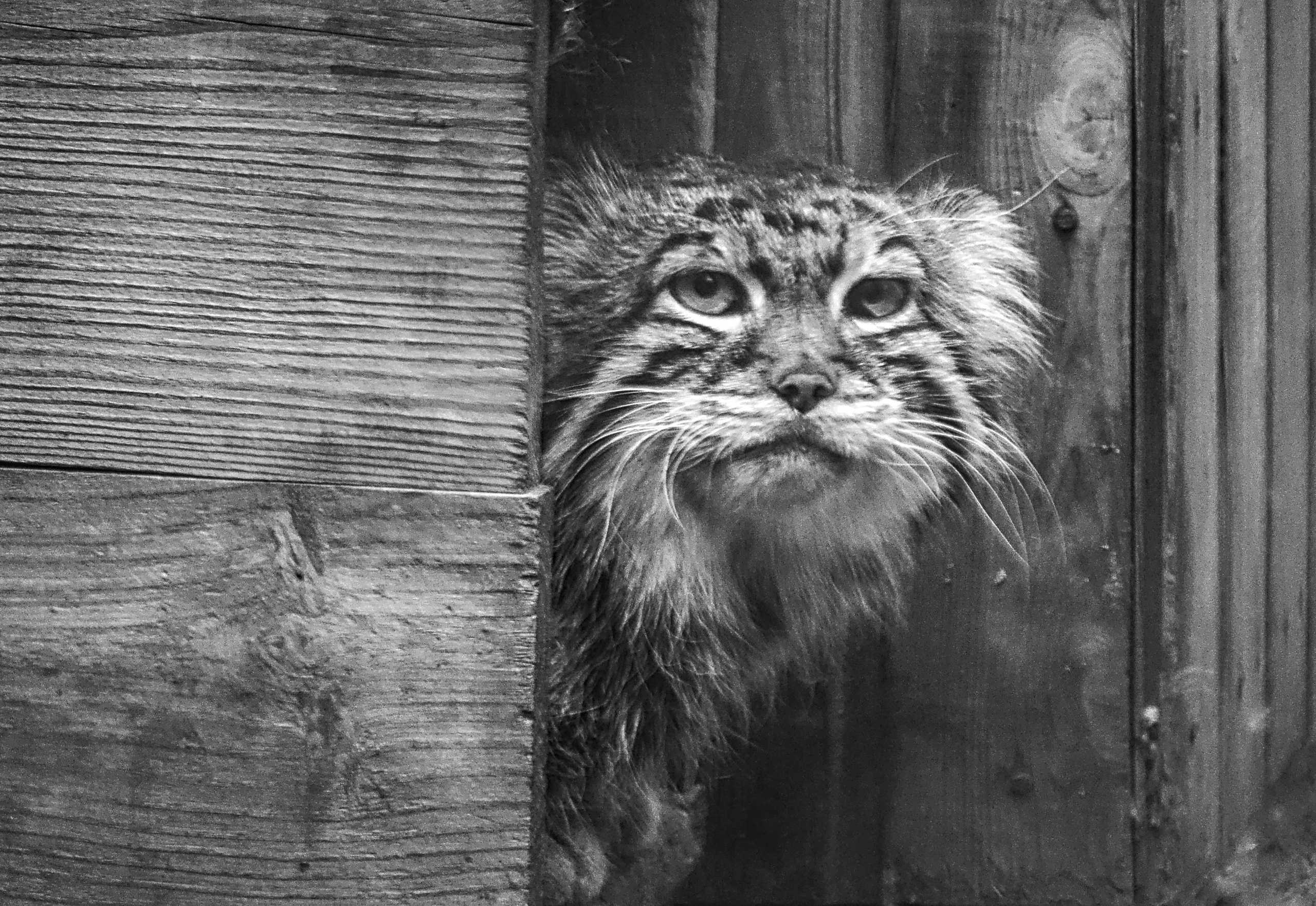 Кот Манул портрет Новосибирский зоопарк