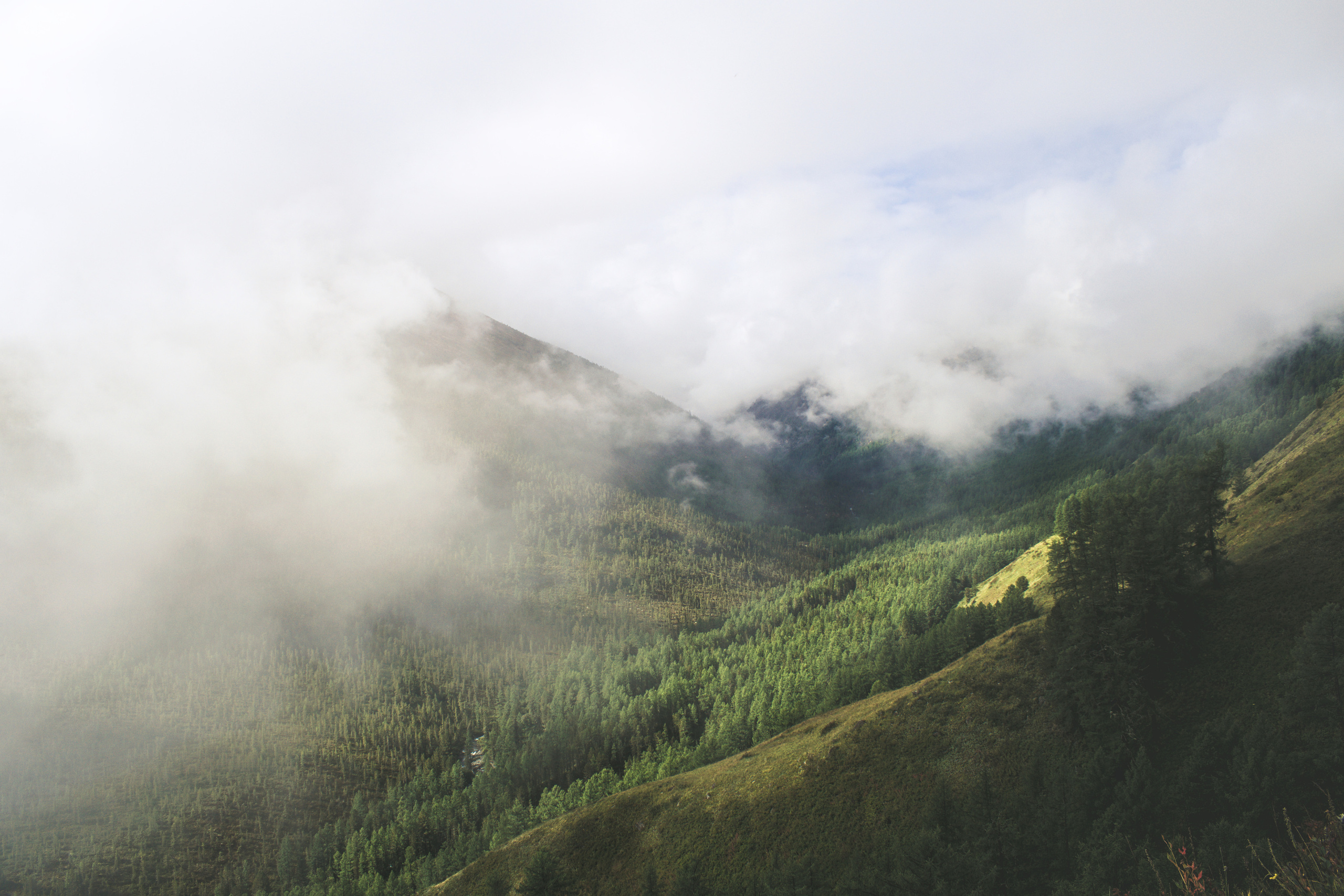 Туман в горной лесистой зоне Алтая