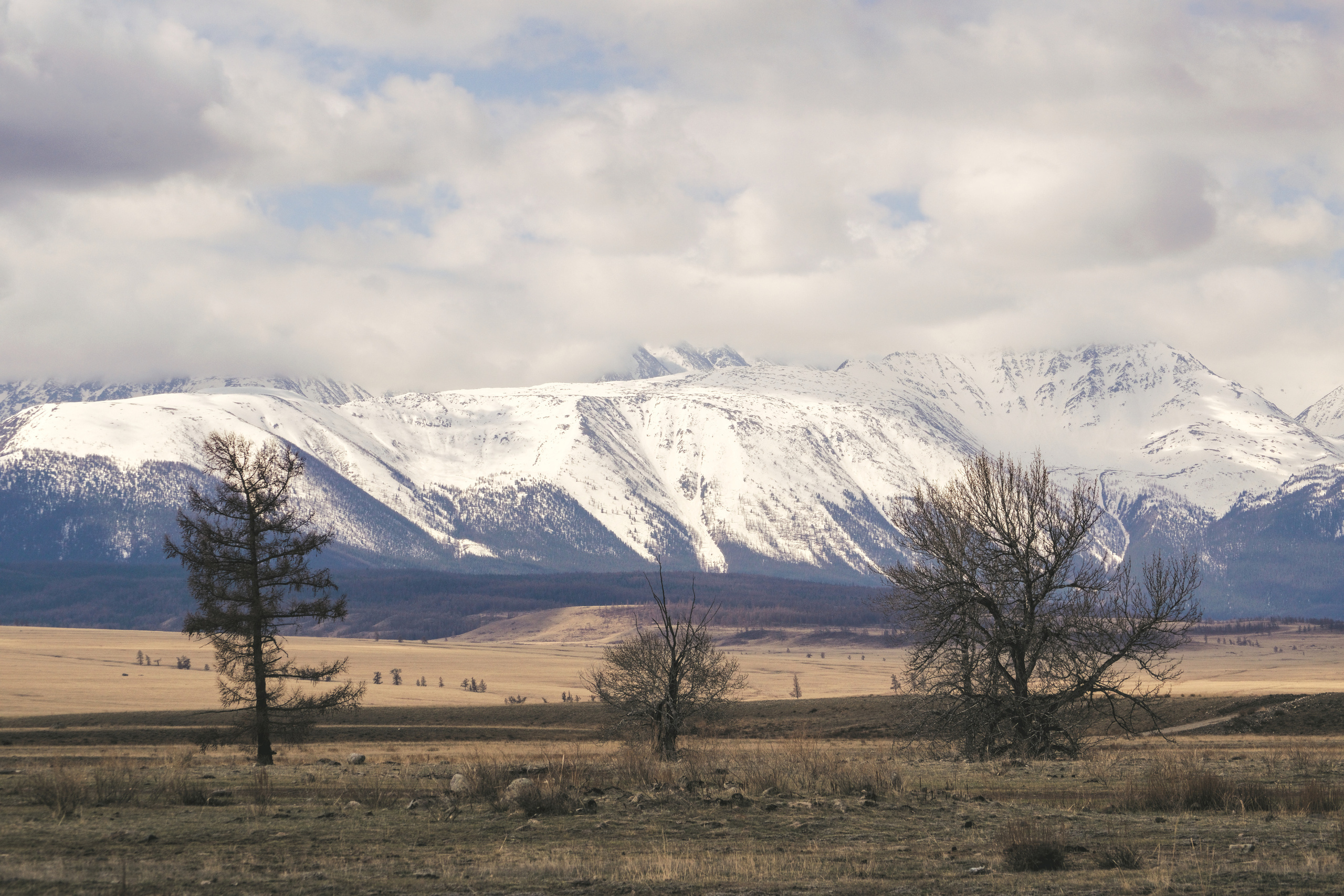 3 Дерева на фоне гор в Курайской степи фото Алтай
