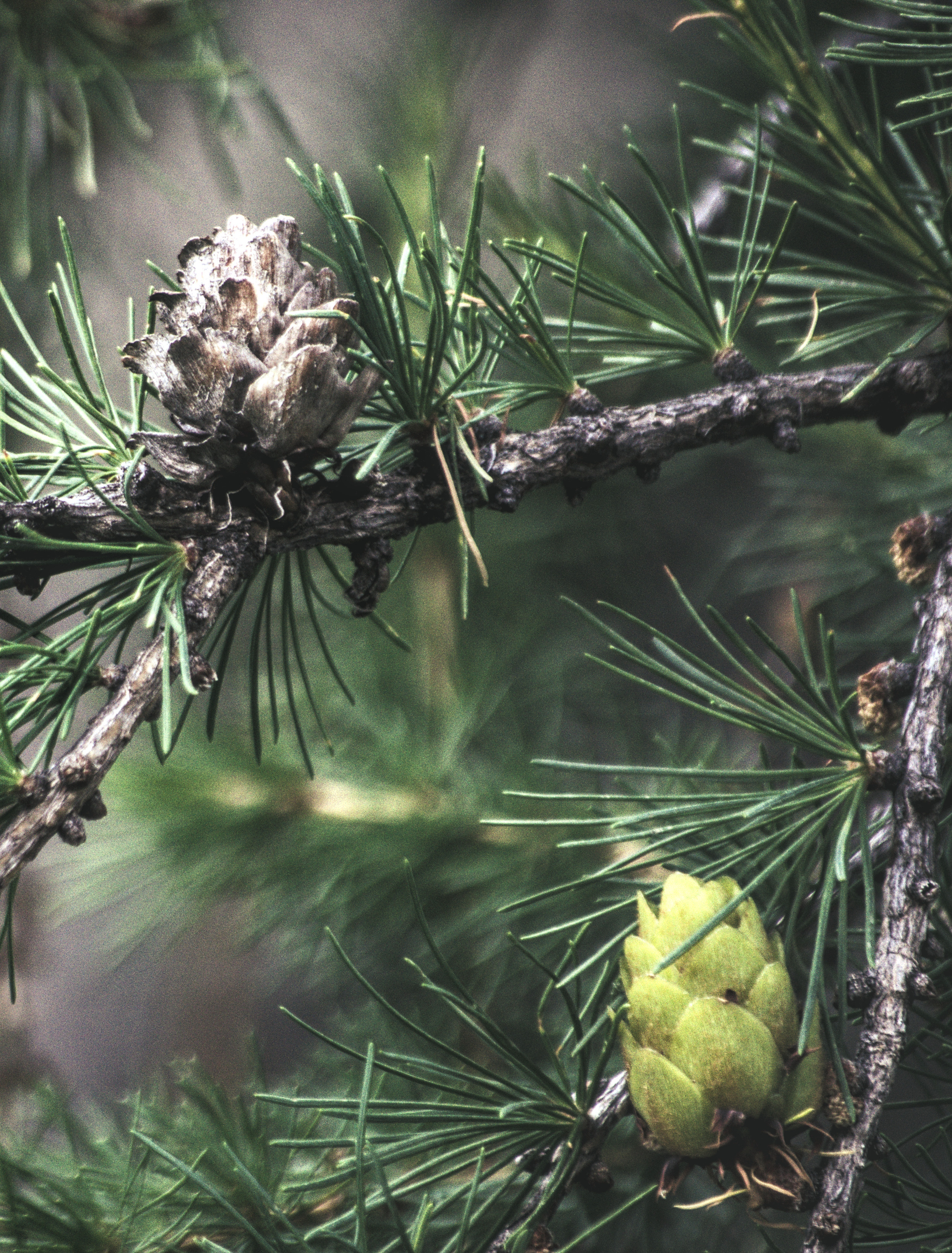 Шишка на ветке дерева