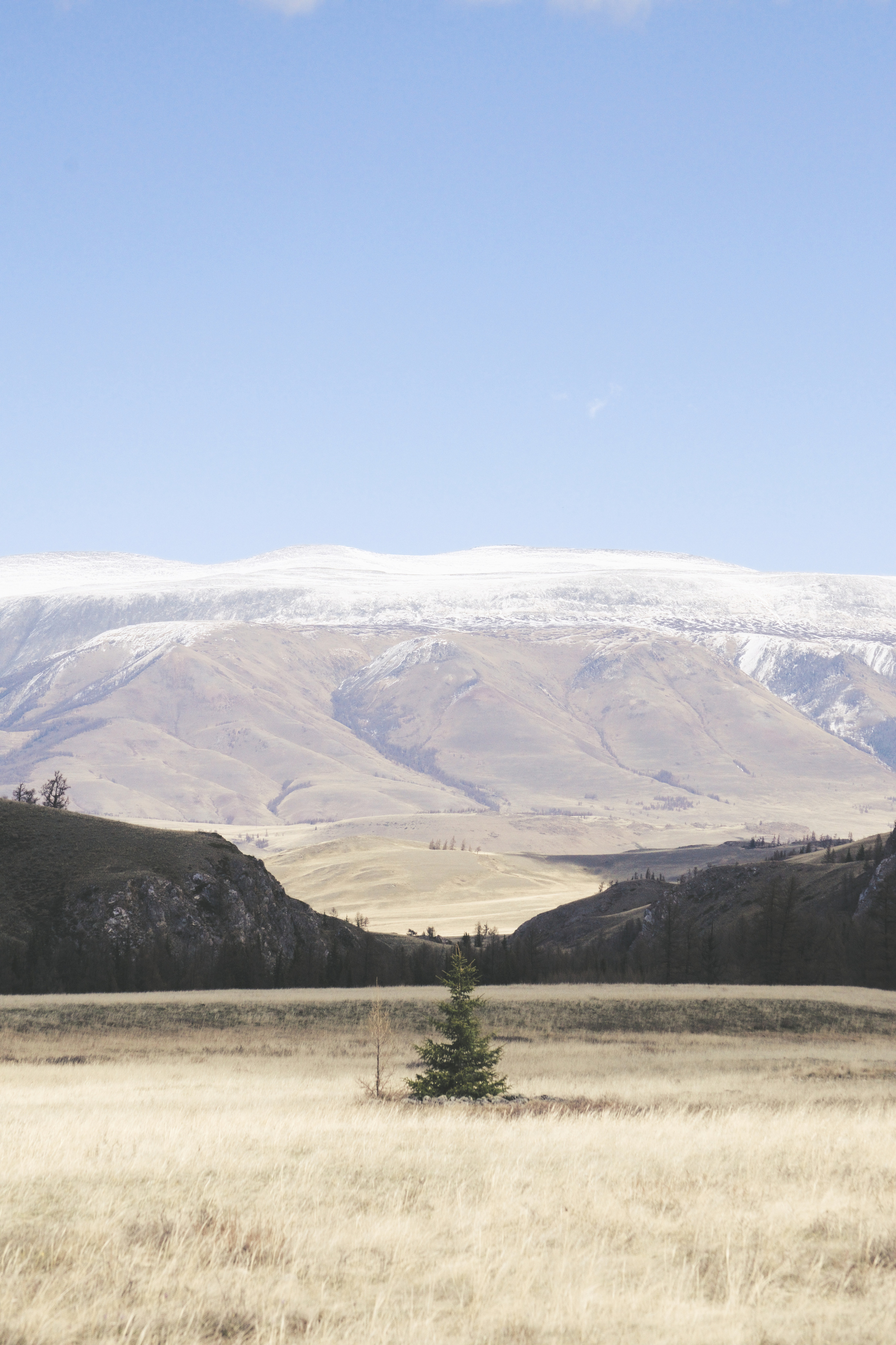 Одинокое дерево в поле на фоне горы Алтай Курайская степь фото Алтай