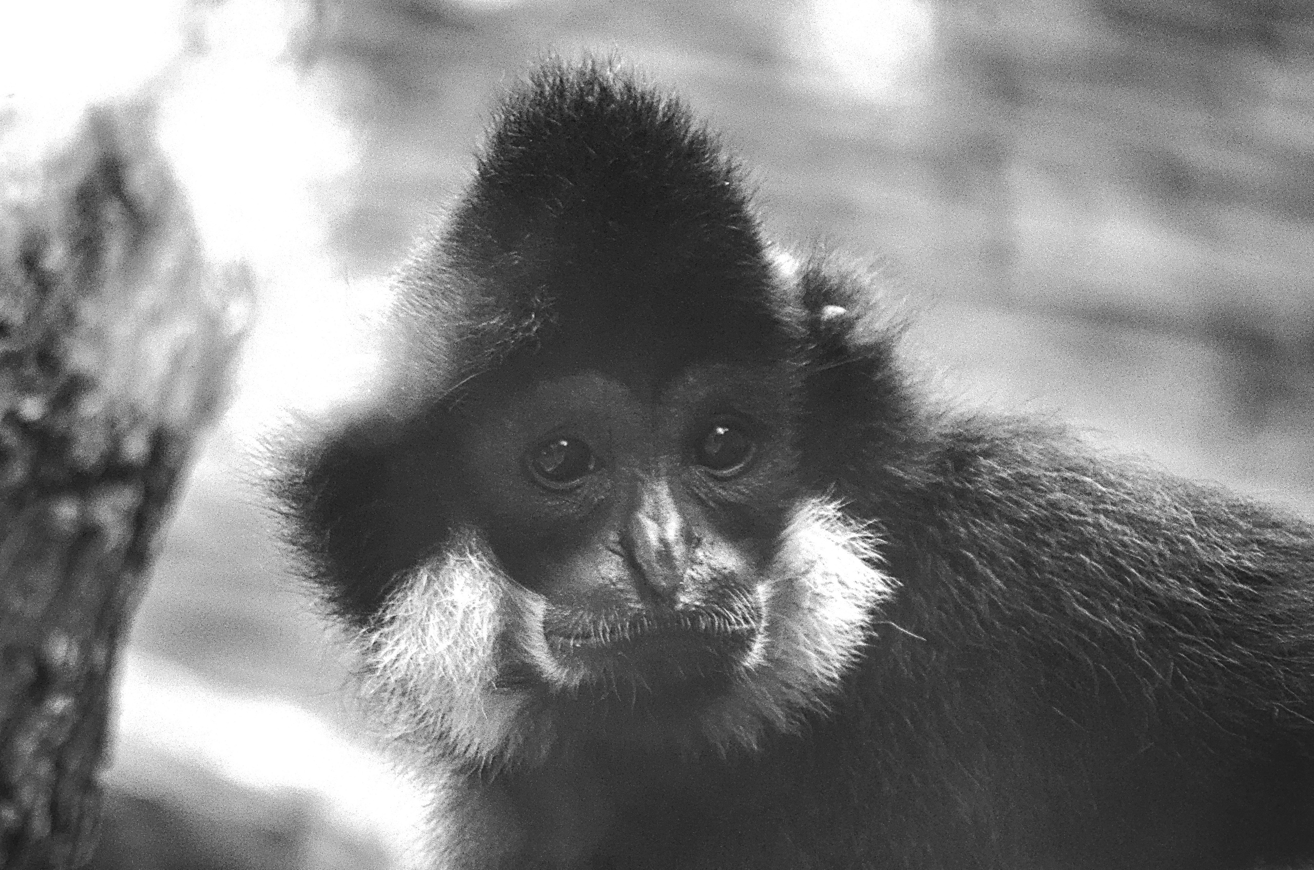 Разное. Фотограф анималист, пейзажист, спортивные мероприятия. Новосибирск