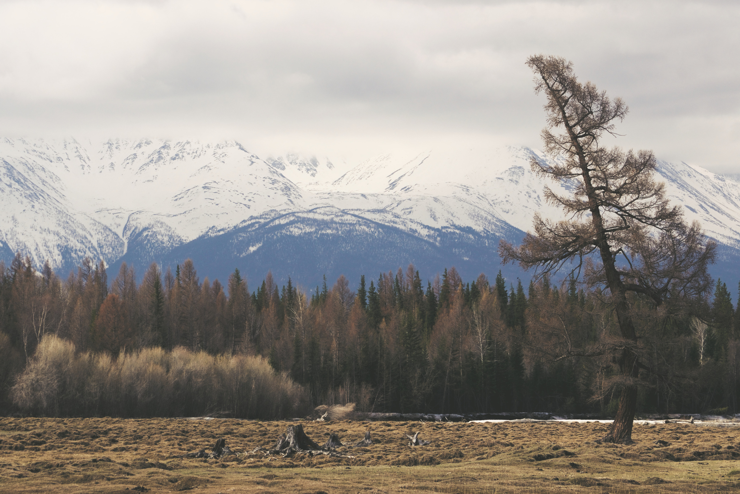 Дерекво в курайской степи Алтая фото