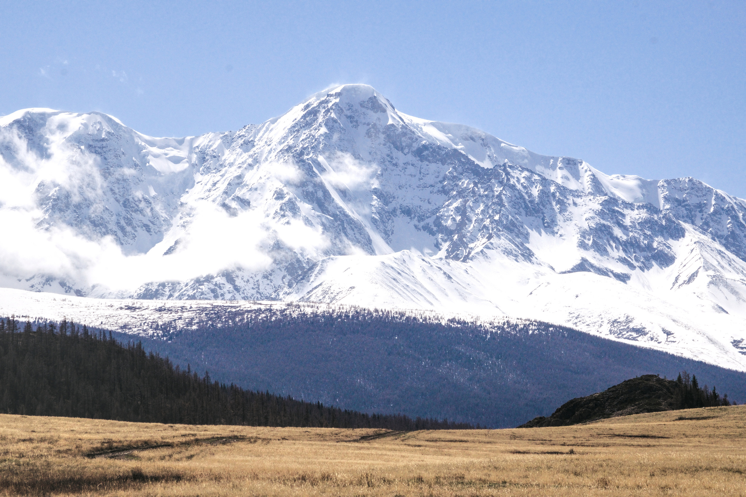 Поле на фоне белоснежных гор Курайская степь фото Алтай