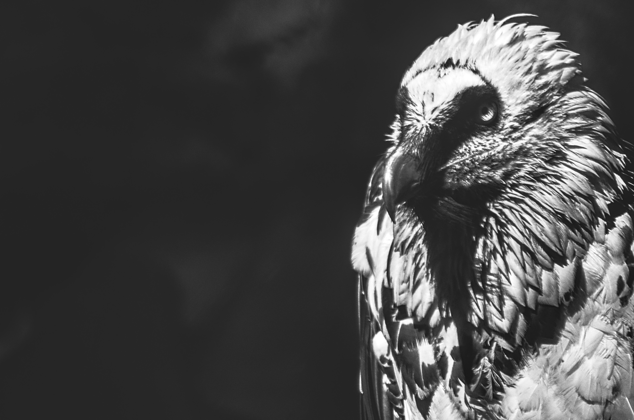 Птица портрет  В Новосибирском зоопарке черно белое фото