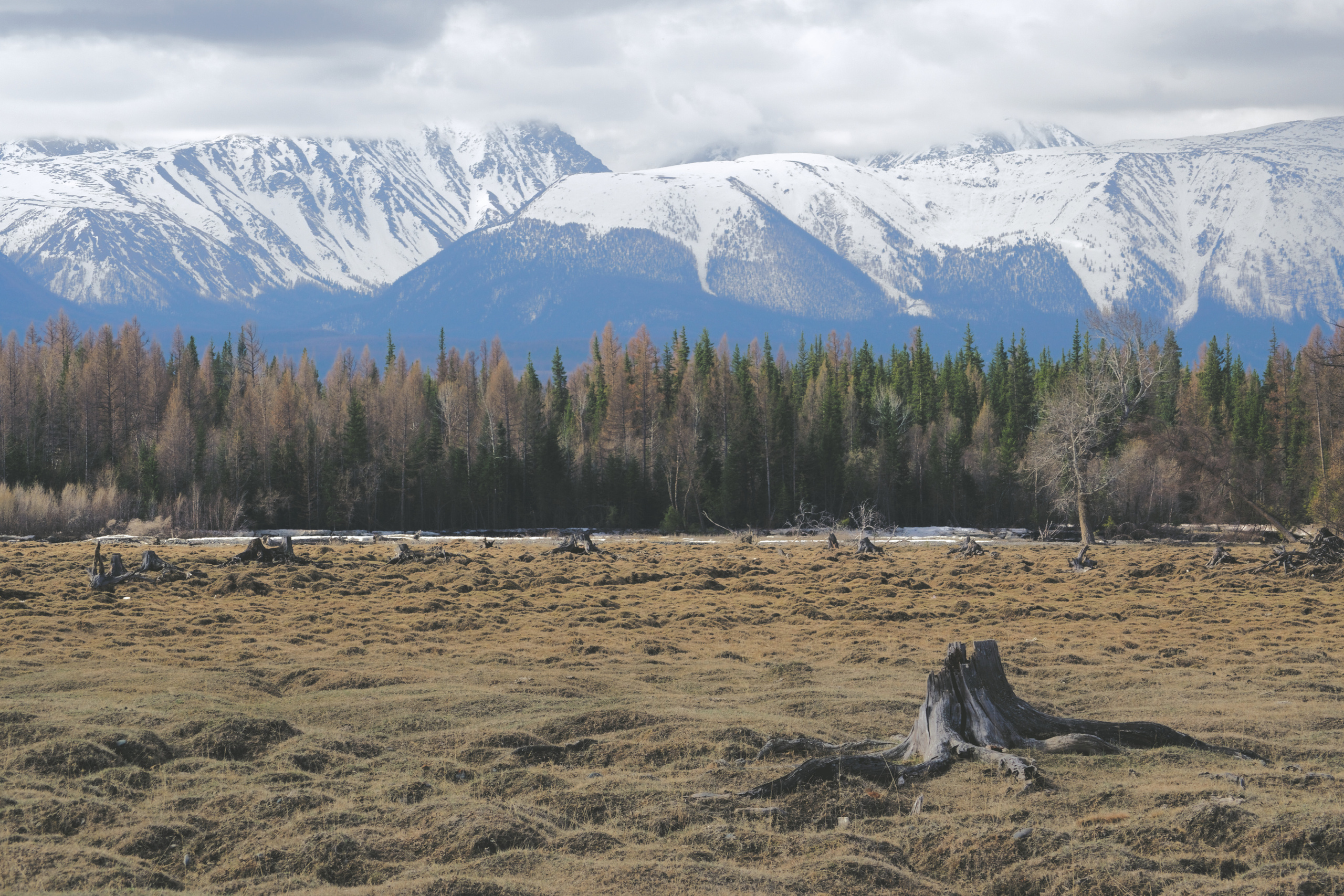 Курайская степь Алтая фото