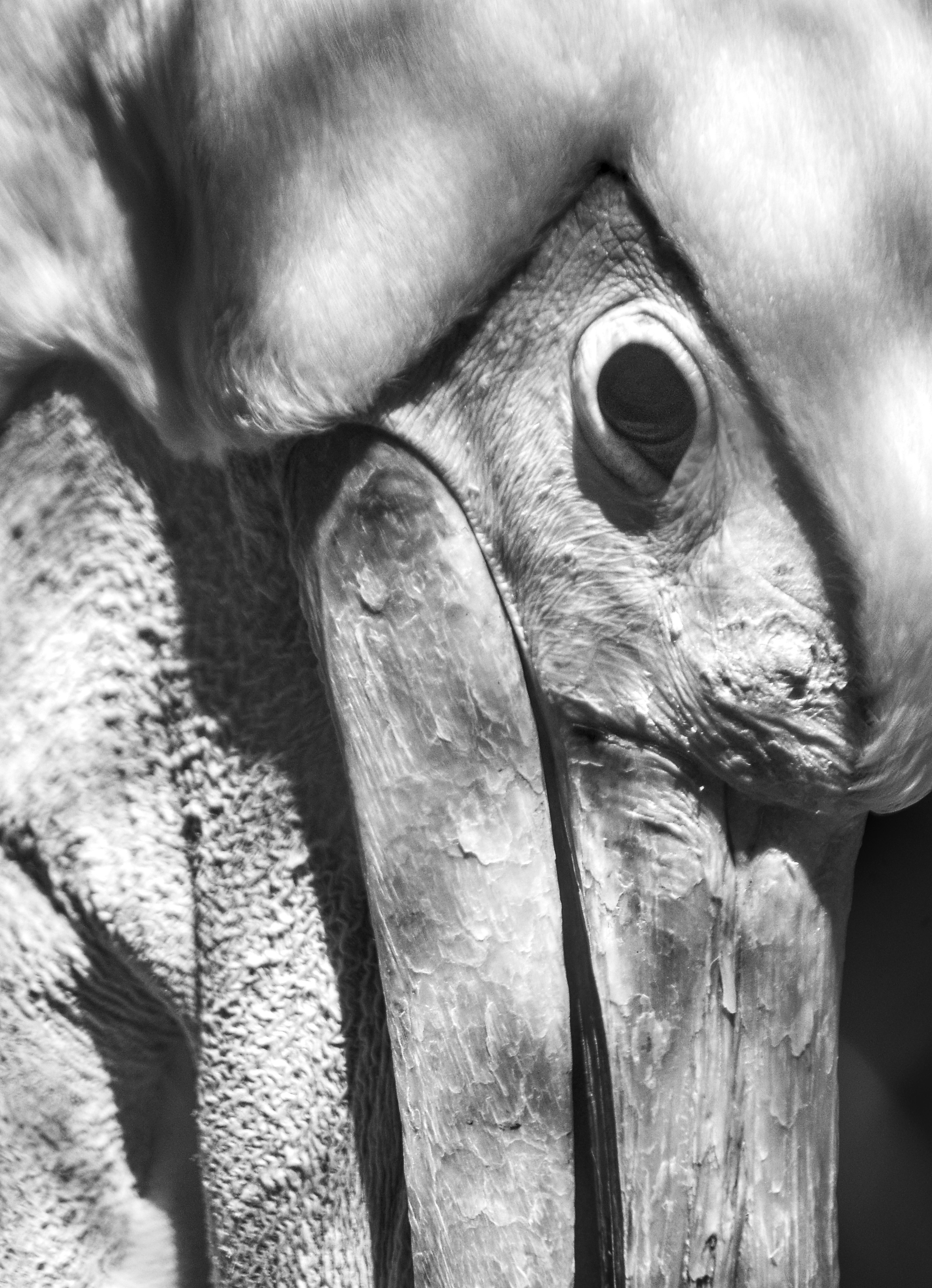 Портрет птицы черно белое фото Зоопарк Новосибирска