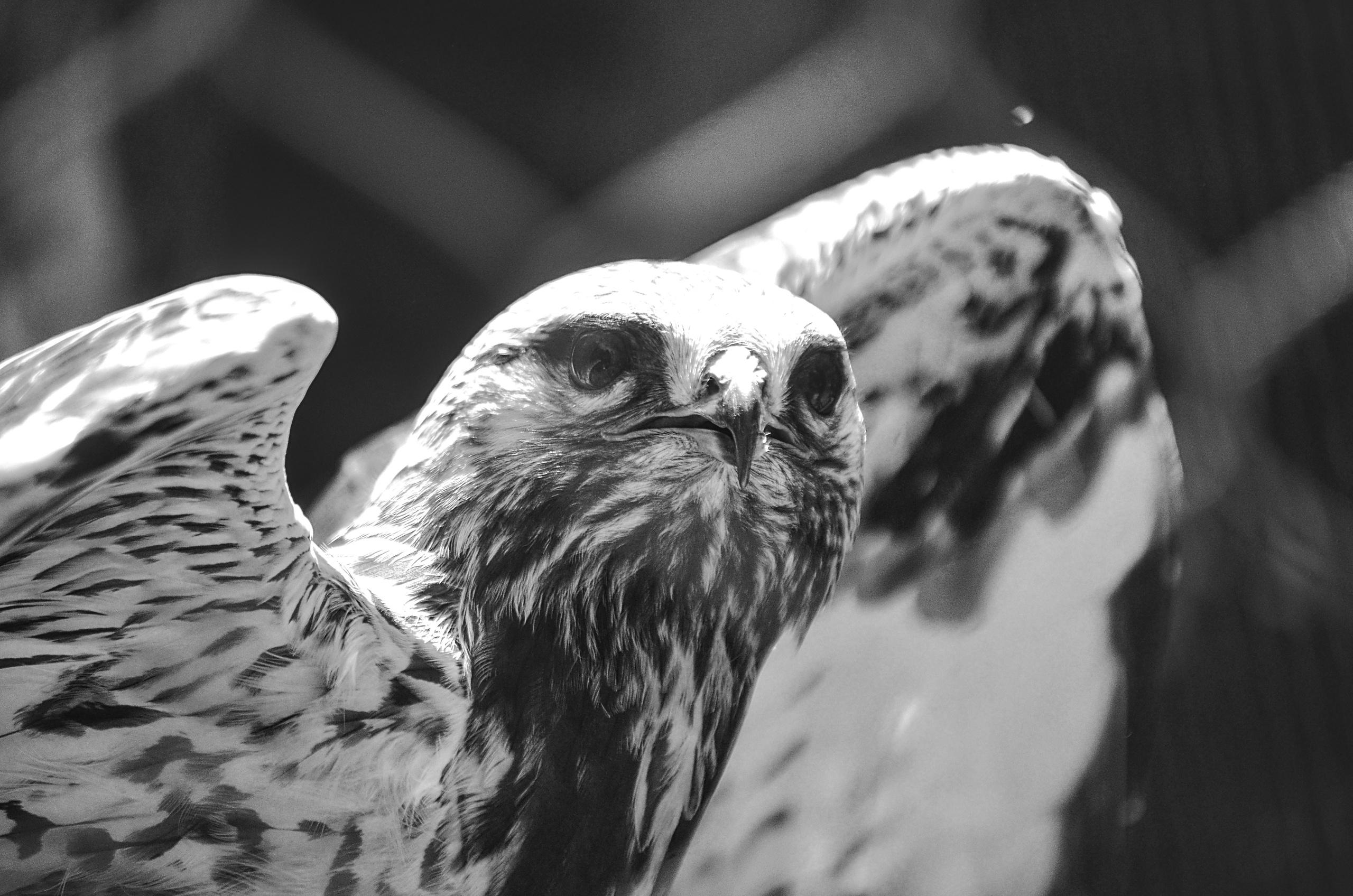 Разное. Фотограф анималист, пейзажист, спортивные мероприятия. Новосибирск