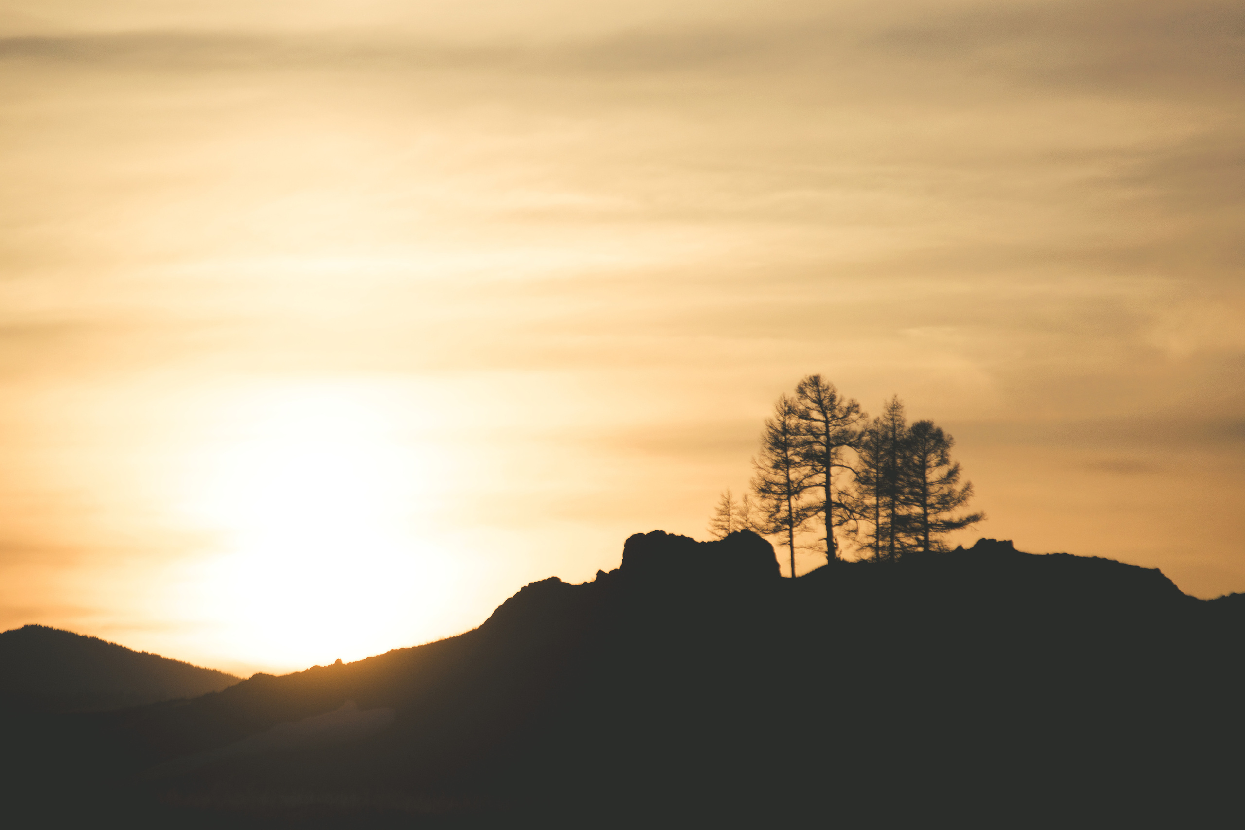 Закат с деревьями в Курайской степи фото Алтай