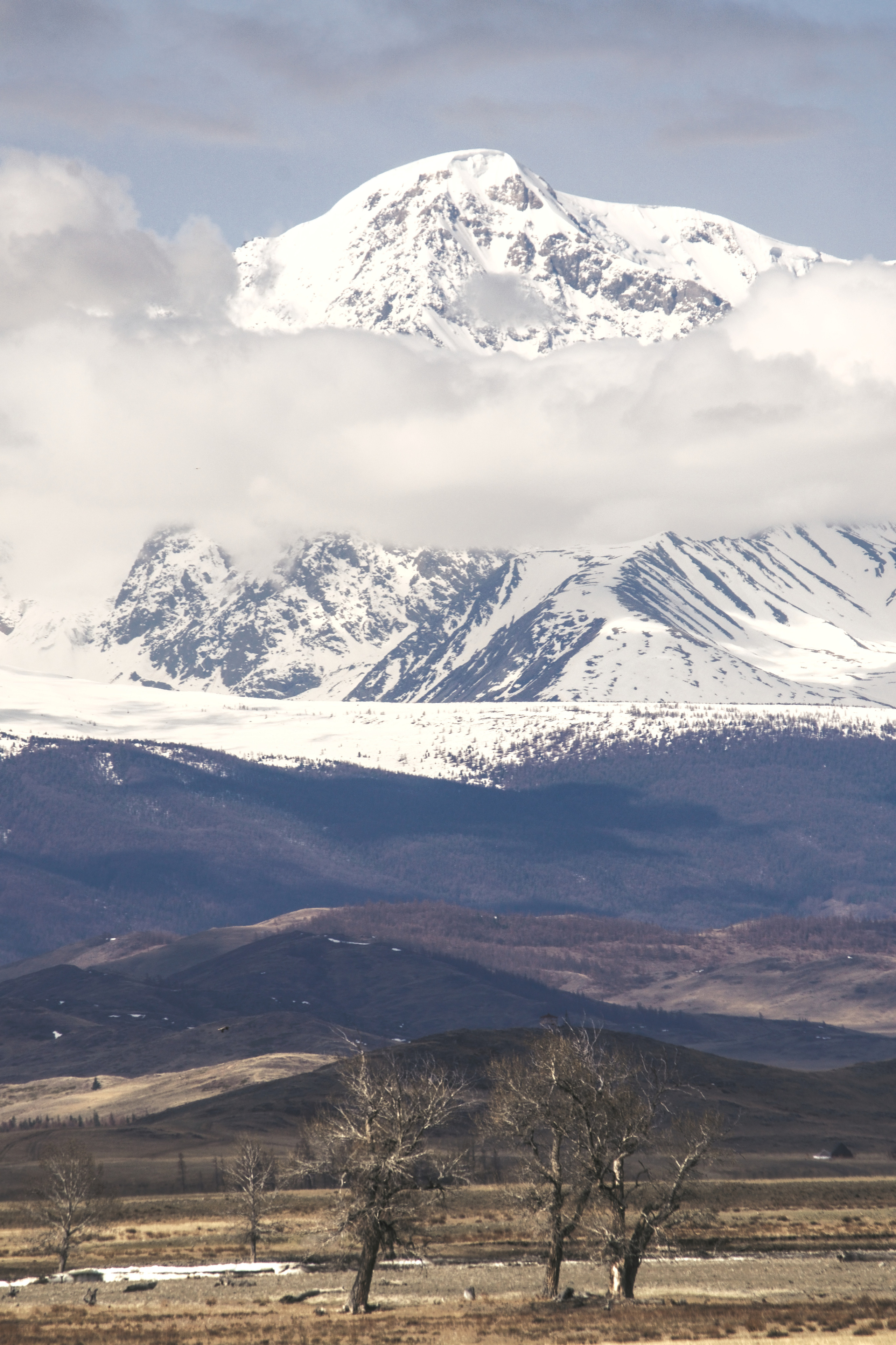 Дерево на фоне горы в Курайской степи Алтая фото