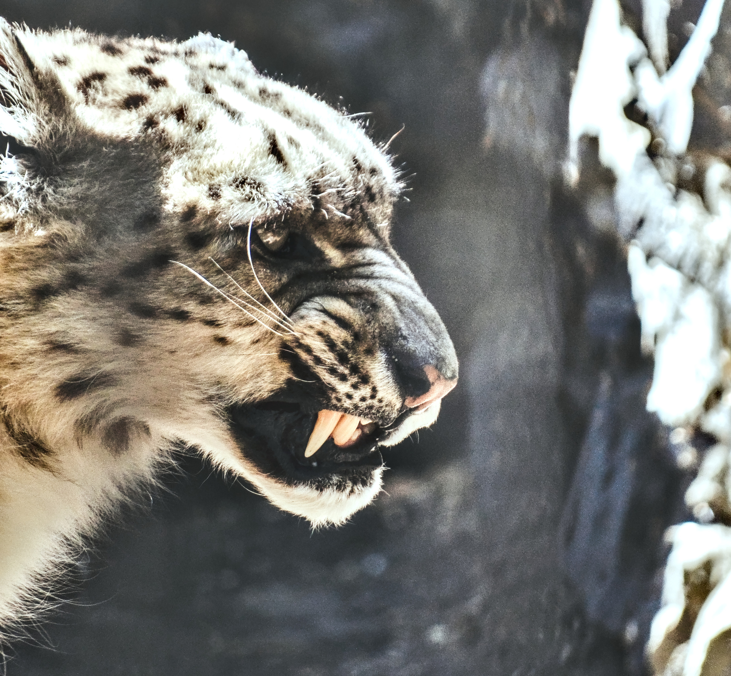 Снежный барс Ирбис портрет в Новосибирском зоопарке 