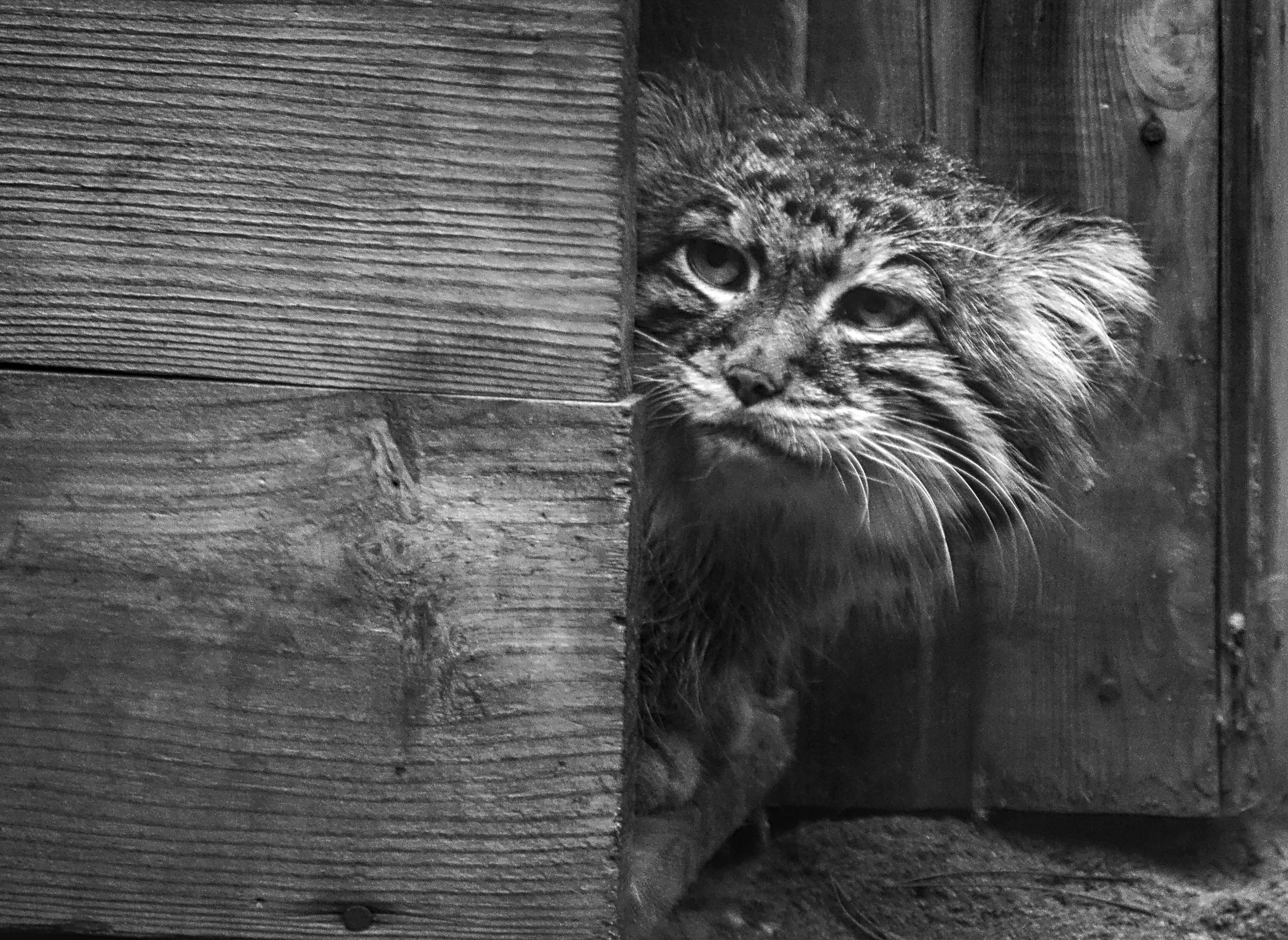 Кот Манул портрет Новосибирский зоопарк