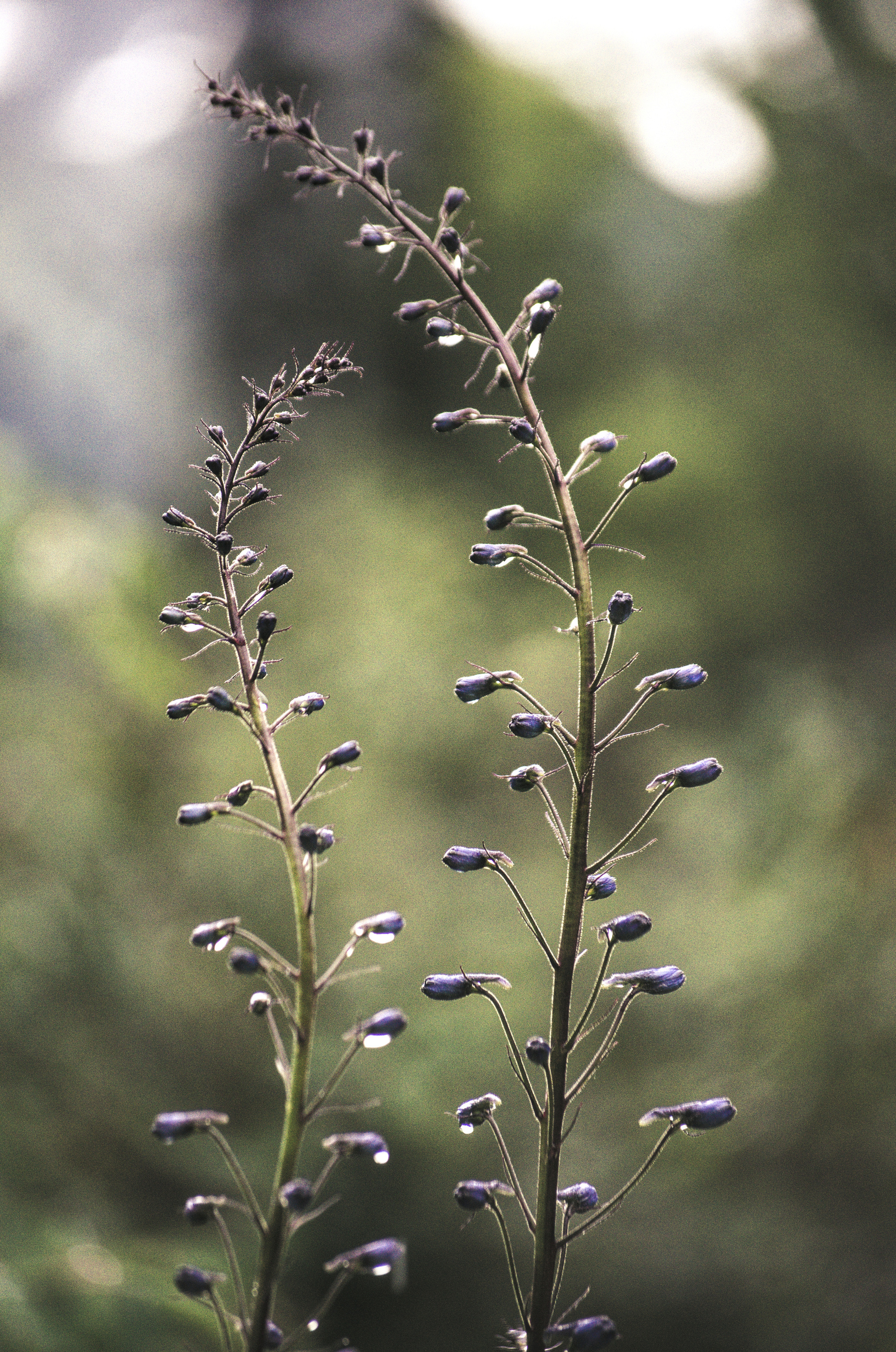 Цветы на фоне леса