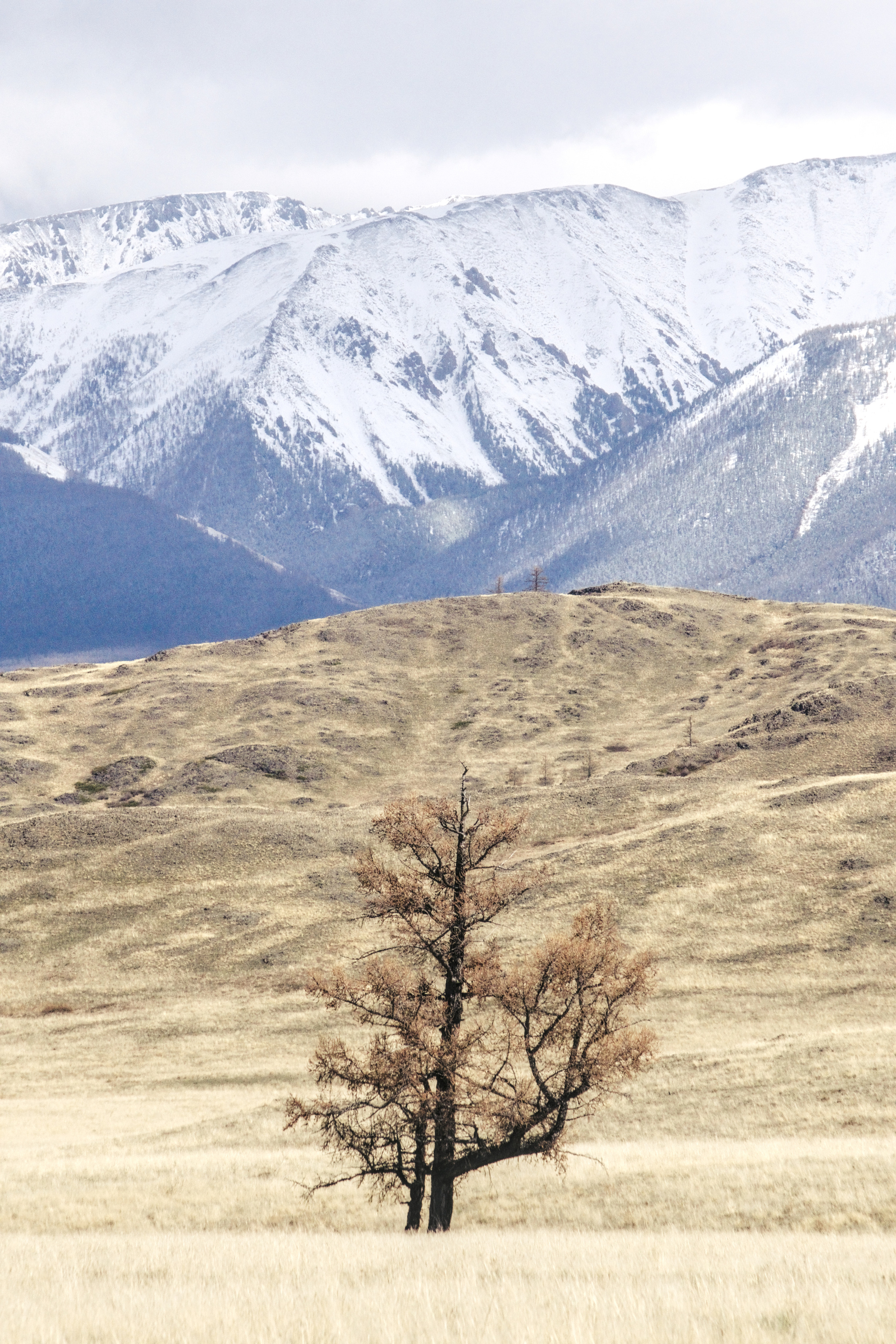 Одинокое дерево в поле на фоне горы Алтай Курайская степь фото