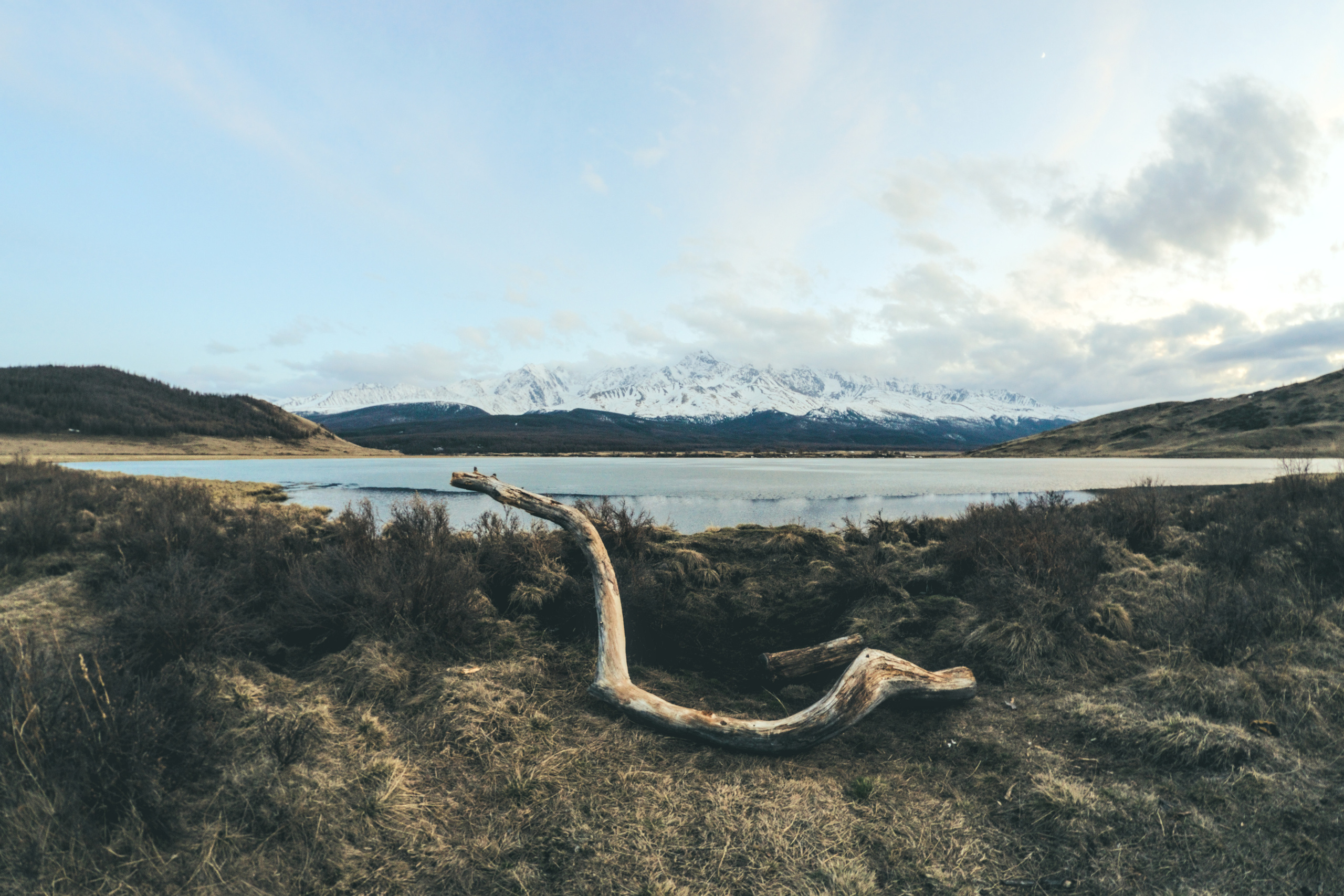 Кривое дерево на фоне озера Джангисколь фото Алтай