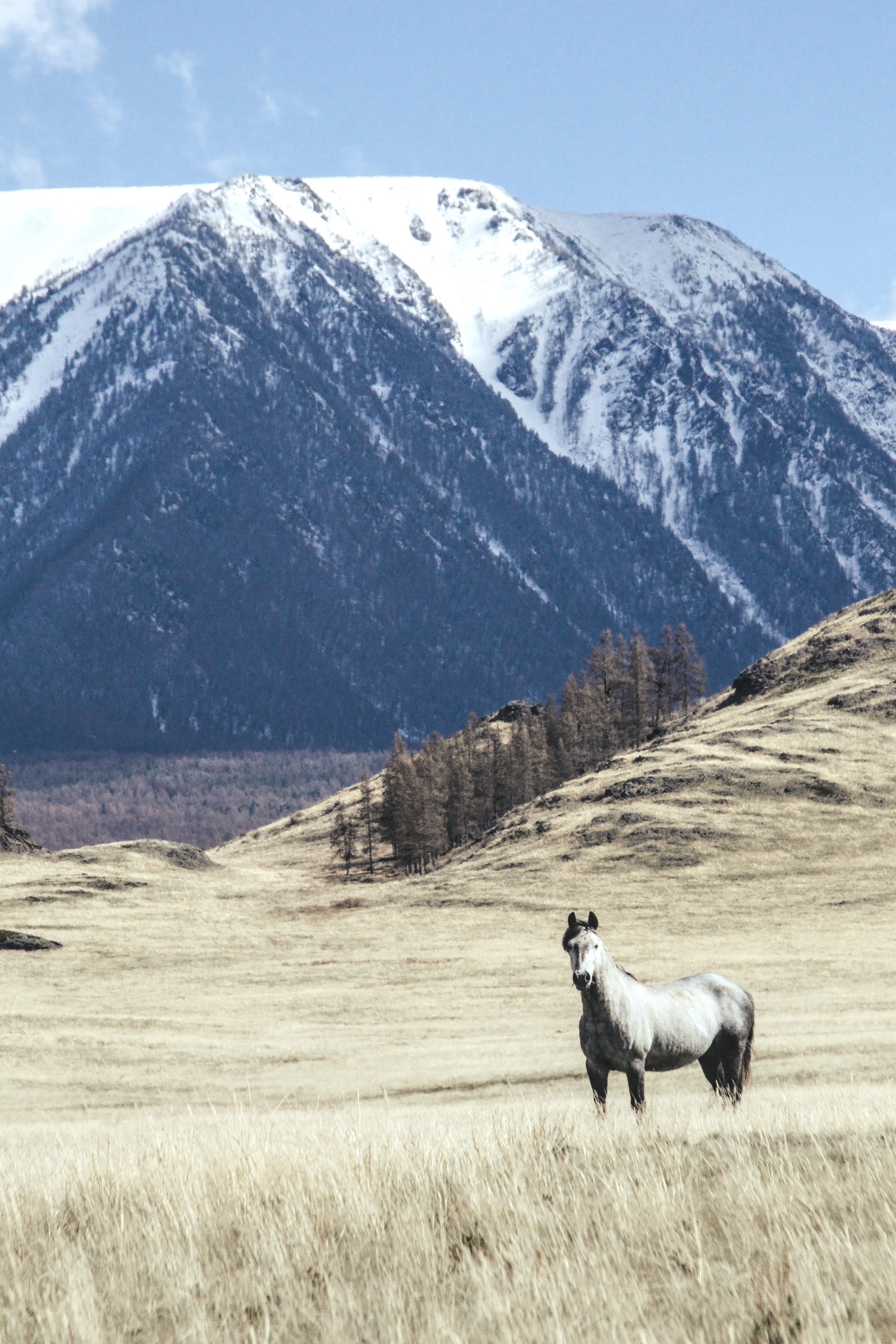 Белая лошадь на фоне гор в курайской степи  фото Алтай