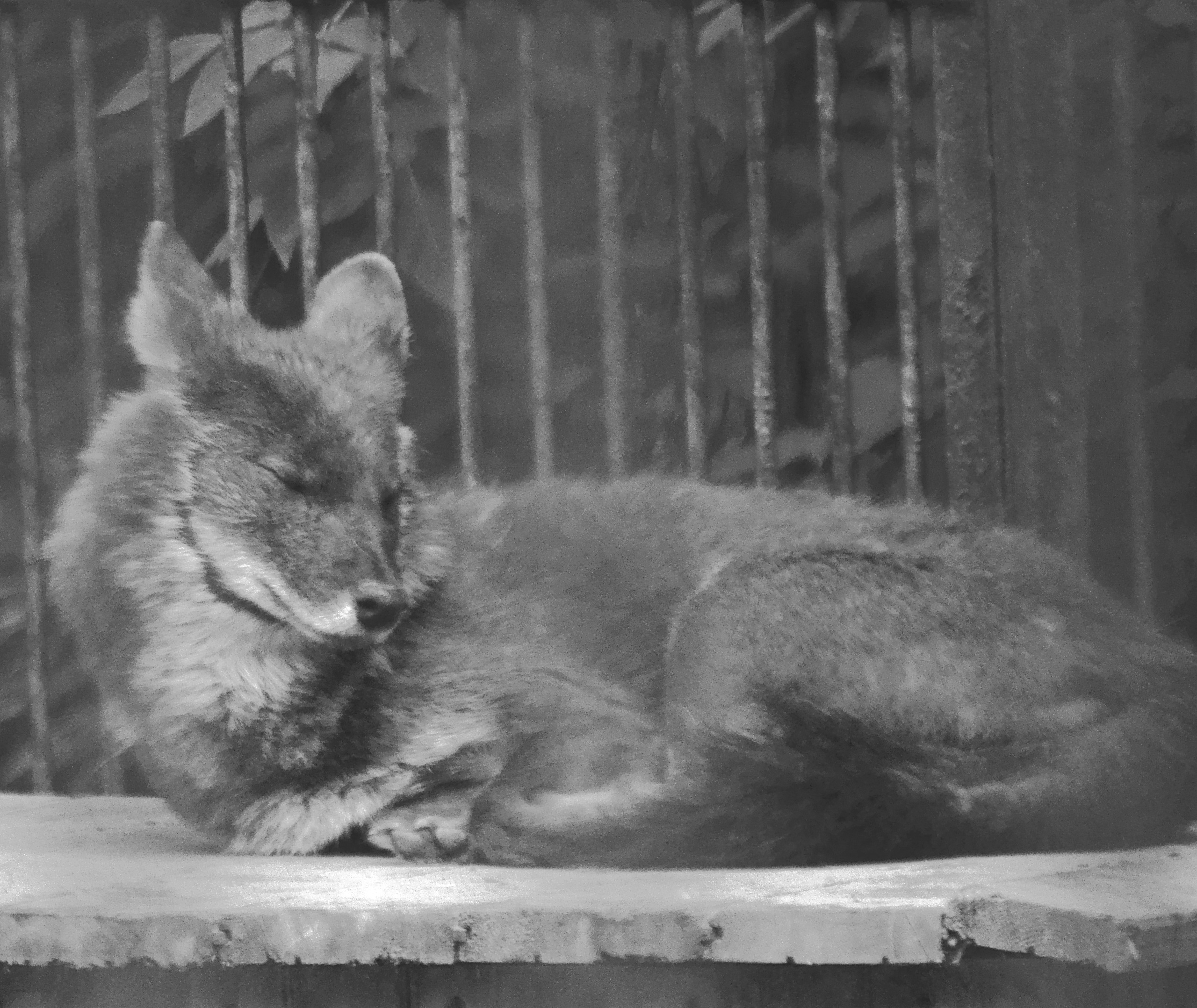 Разное. Фотограф анималист, пейзажист, спортивные мероприятия. Новосибирск