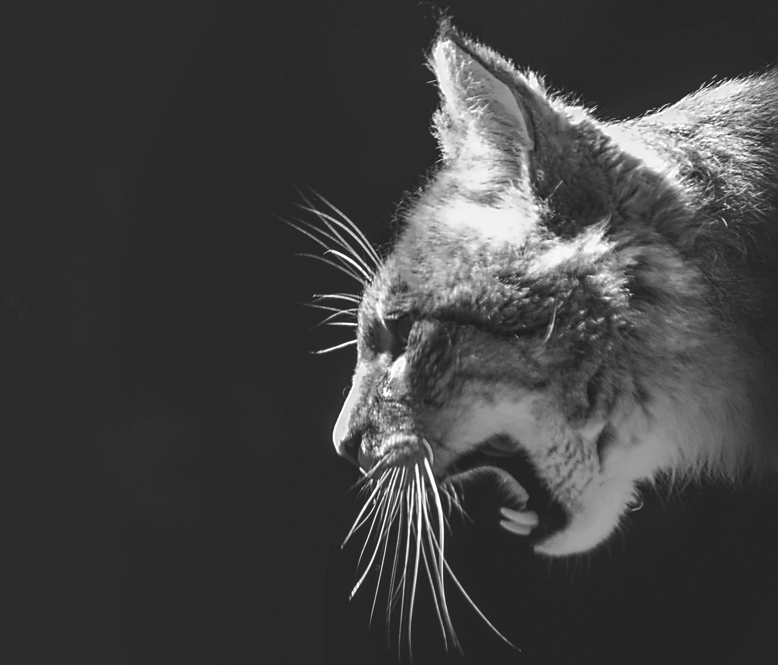 Новосибирский зоопарк рычащая кошка портрет с боку