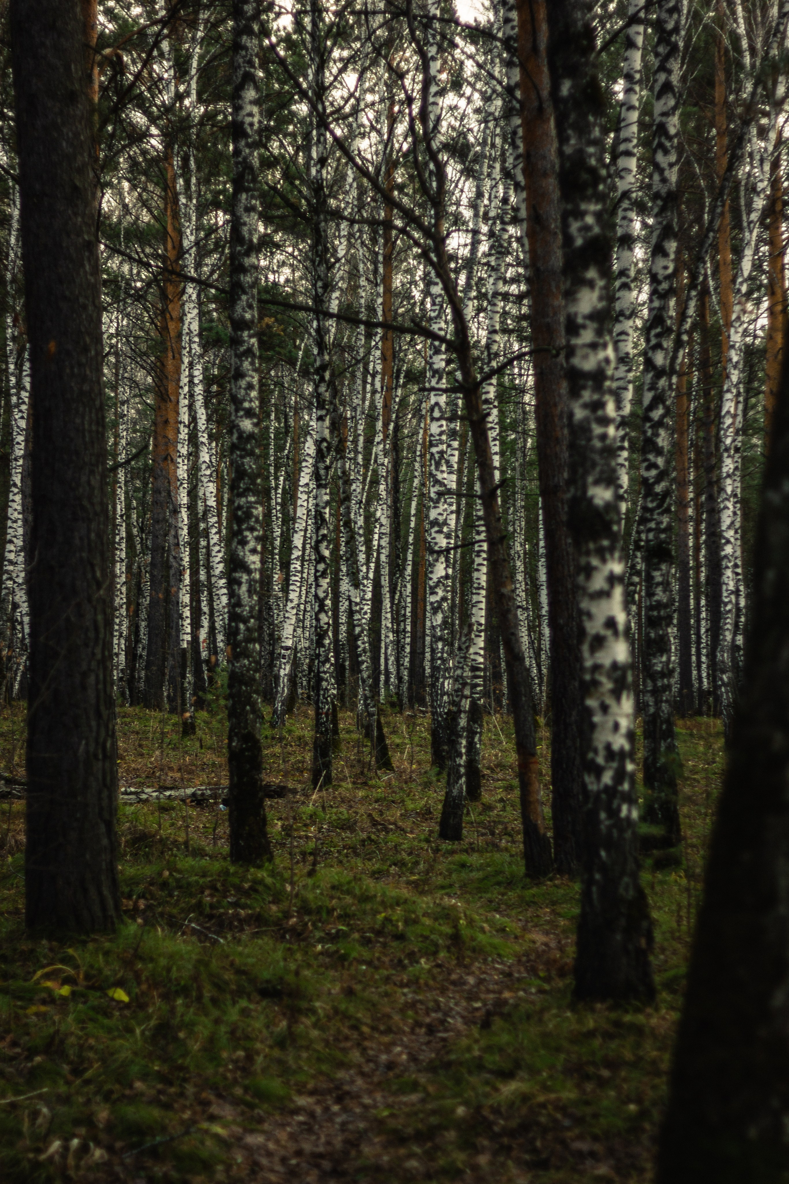 04.11.2024 | Сосновоборск. Kuznetsov | Фотограф в Красноярске