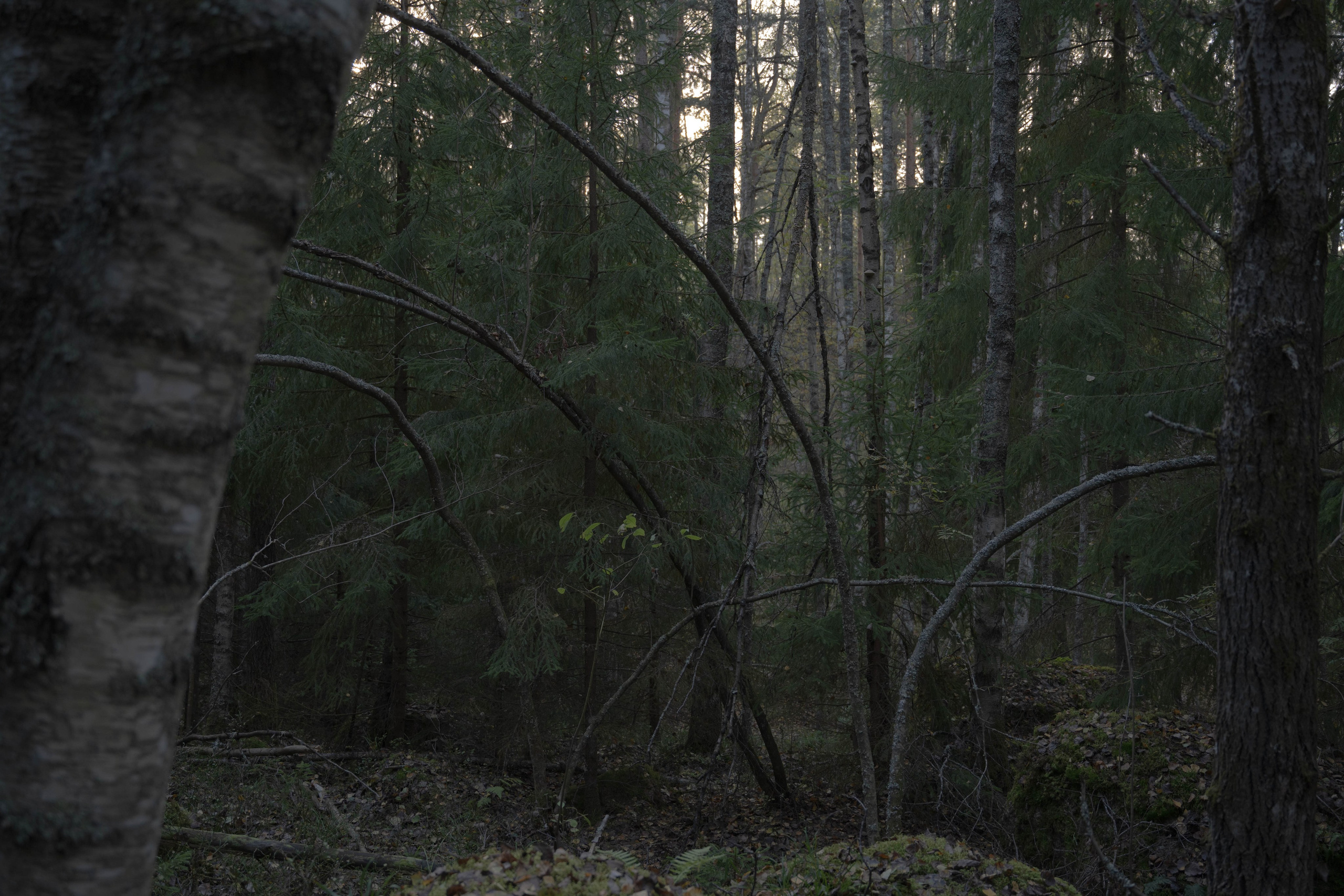 Monrepos. Shyjungle's Portfolio